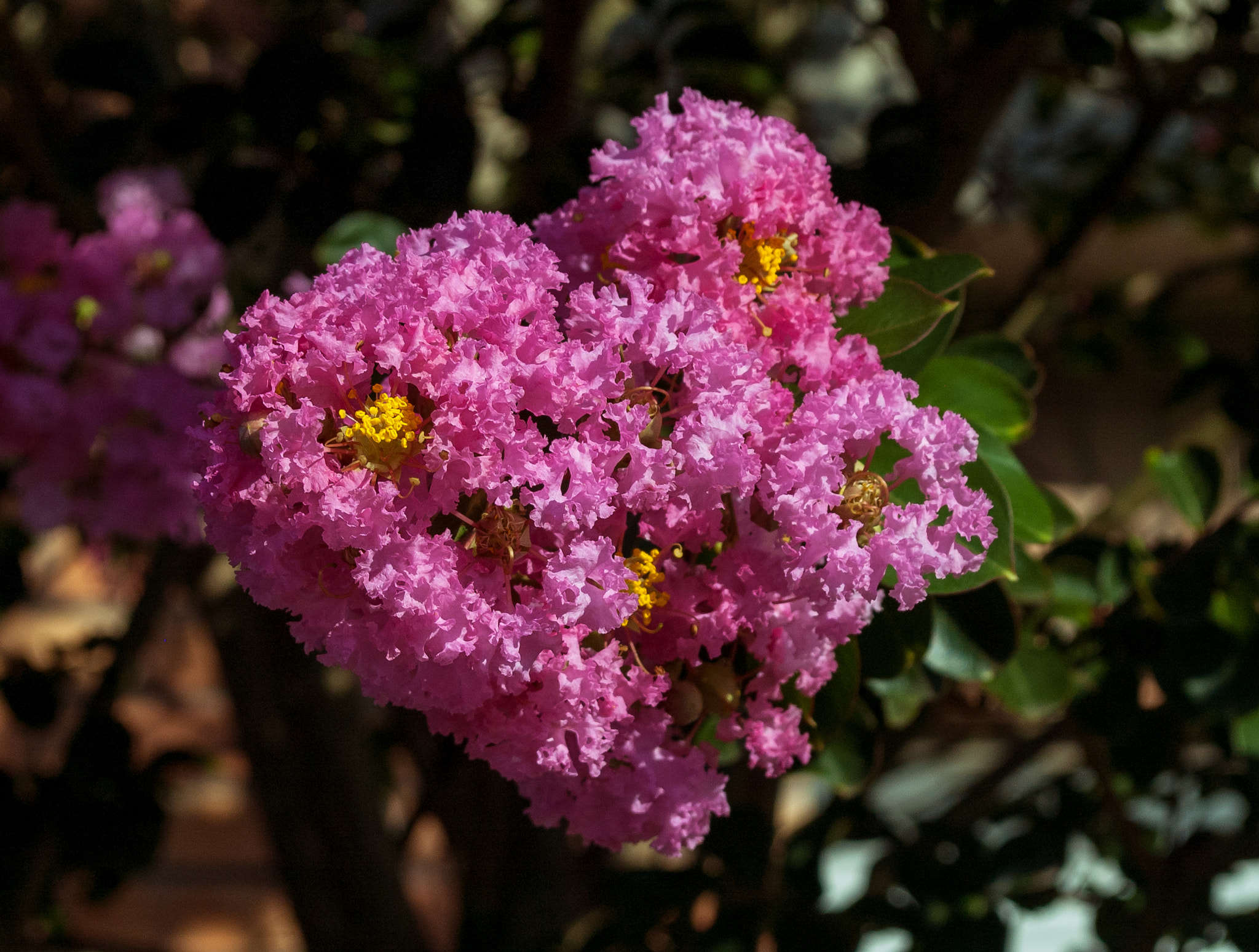 Nikon D70 sample photo. Yellow & pink photography