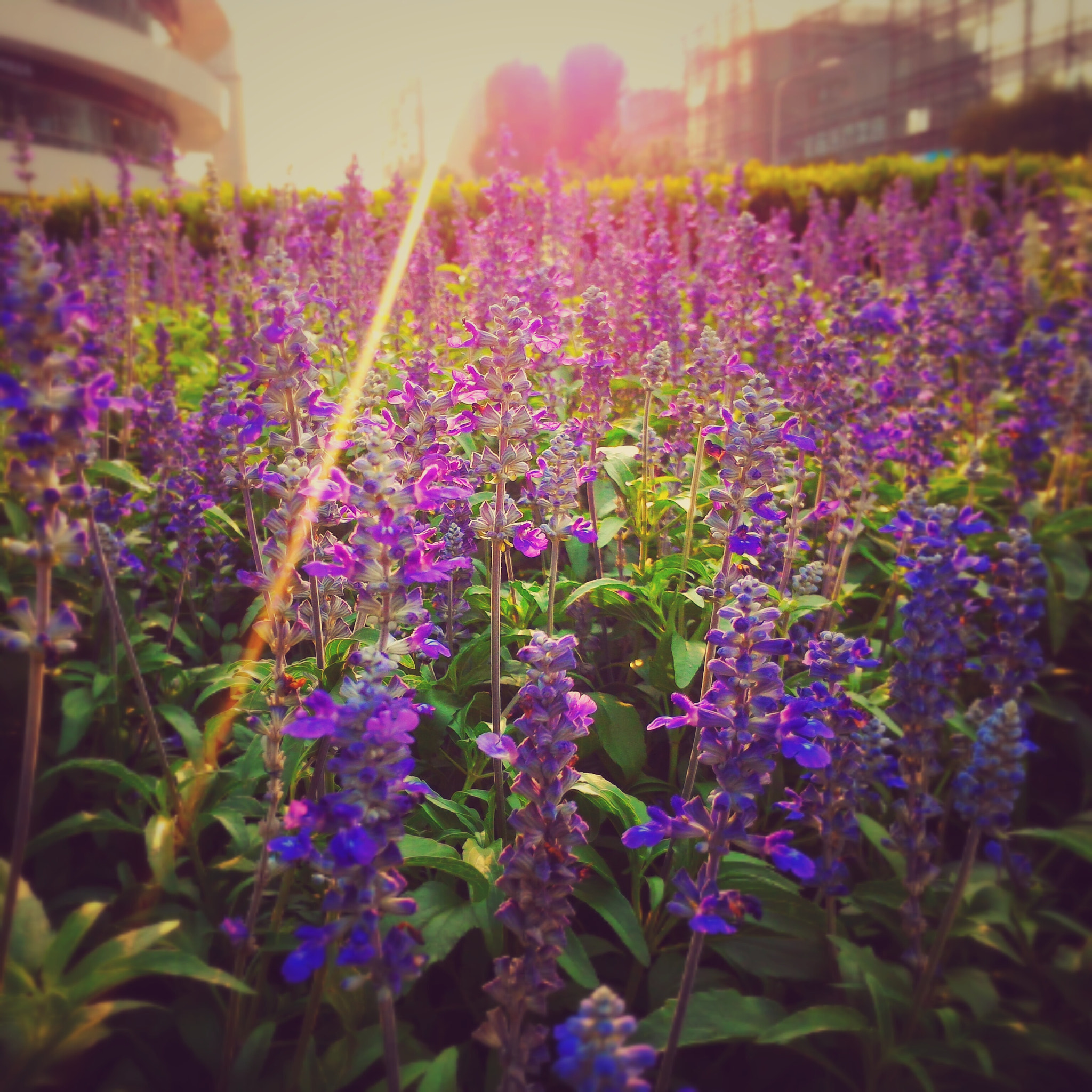 ASUS Z00ADB sample photo. Flowers photography