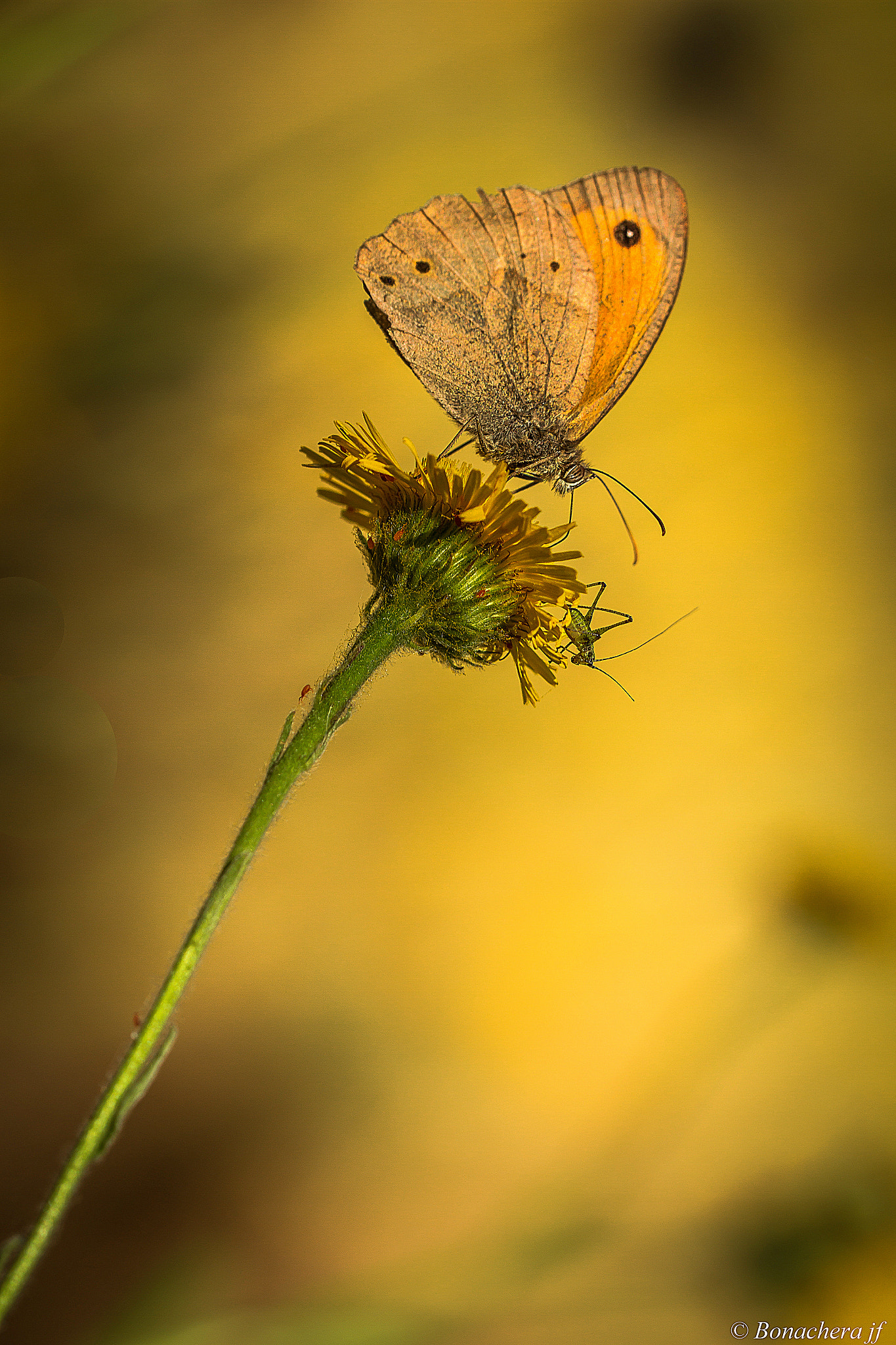 Sigma 150mm f/2.8 EX DG OS HSM APO Macro sample photo. David et goliath photography