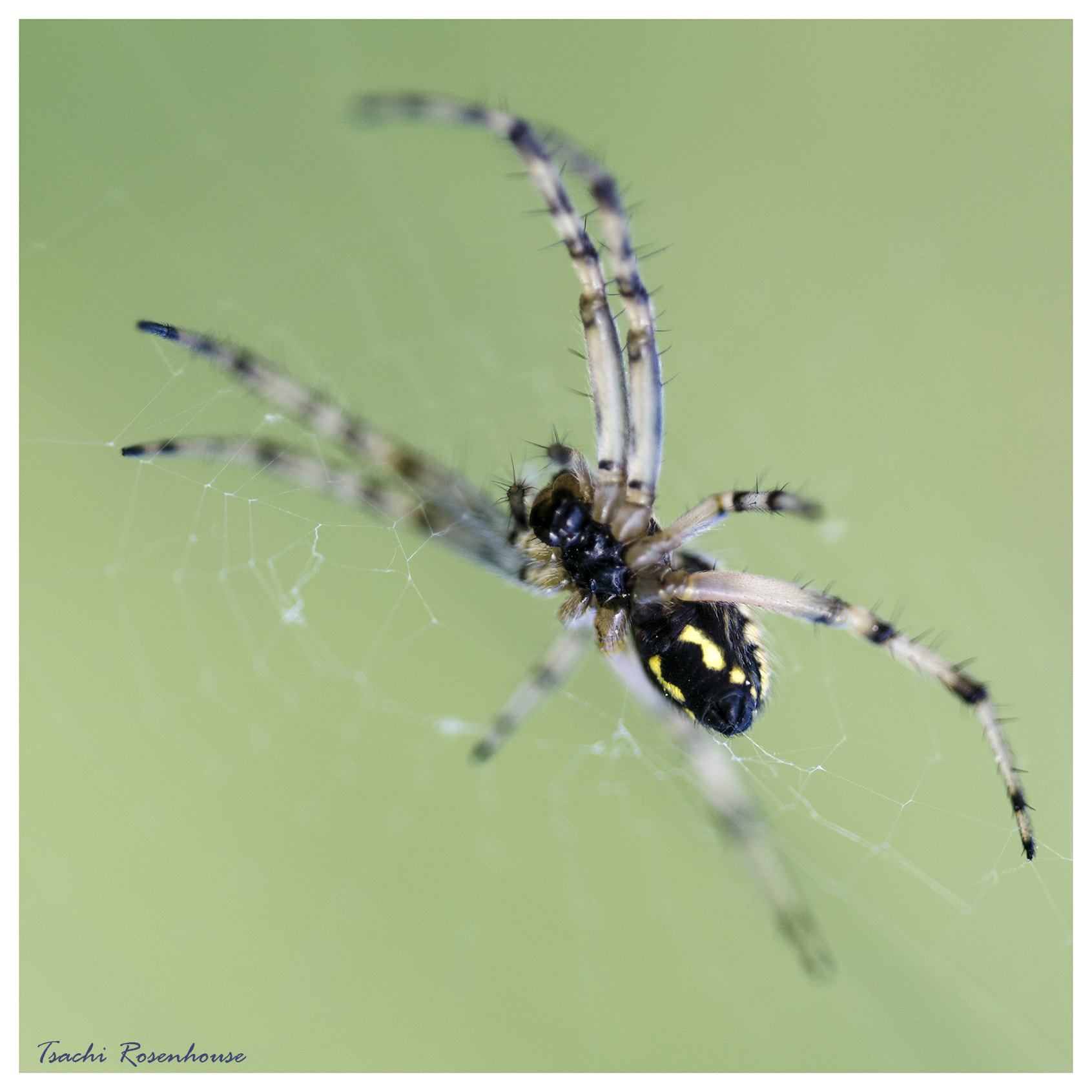 Sigma 150mm F2.8 EX DG OS Macro HSM sample photo. Morning shift photography