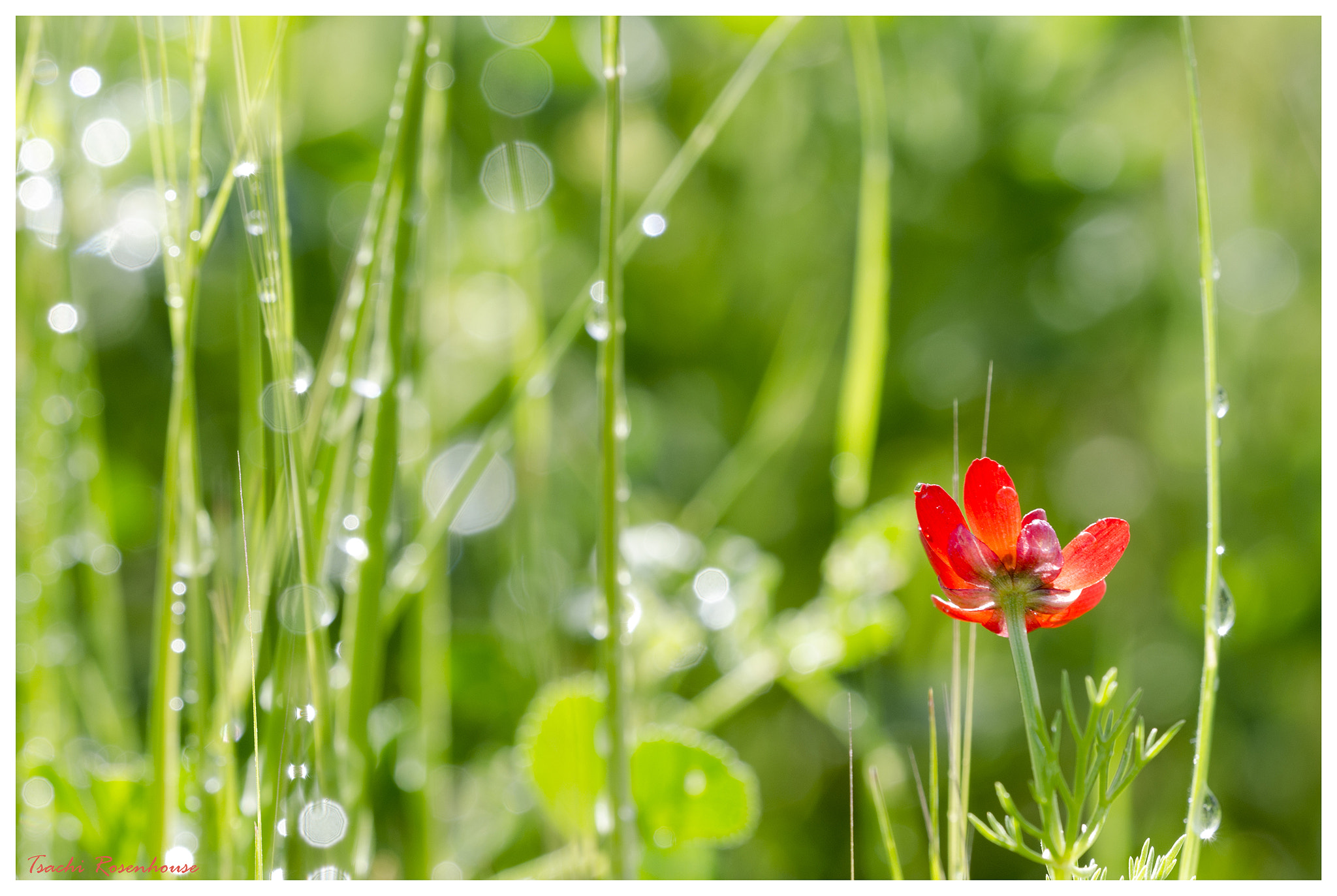Sigma 150mm F2.8 EX DG OS Macro HSM sample photo. A fresh feeling photography