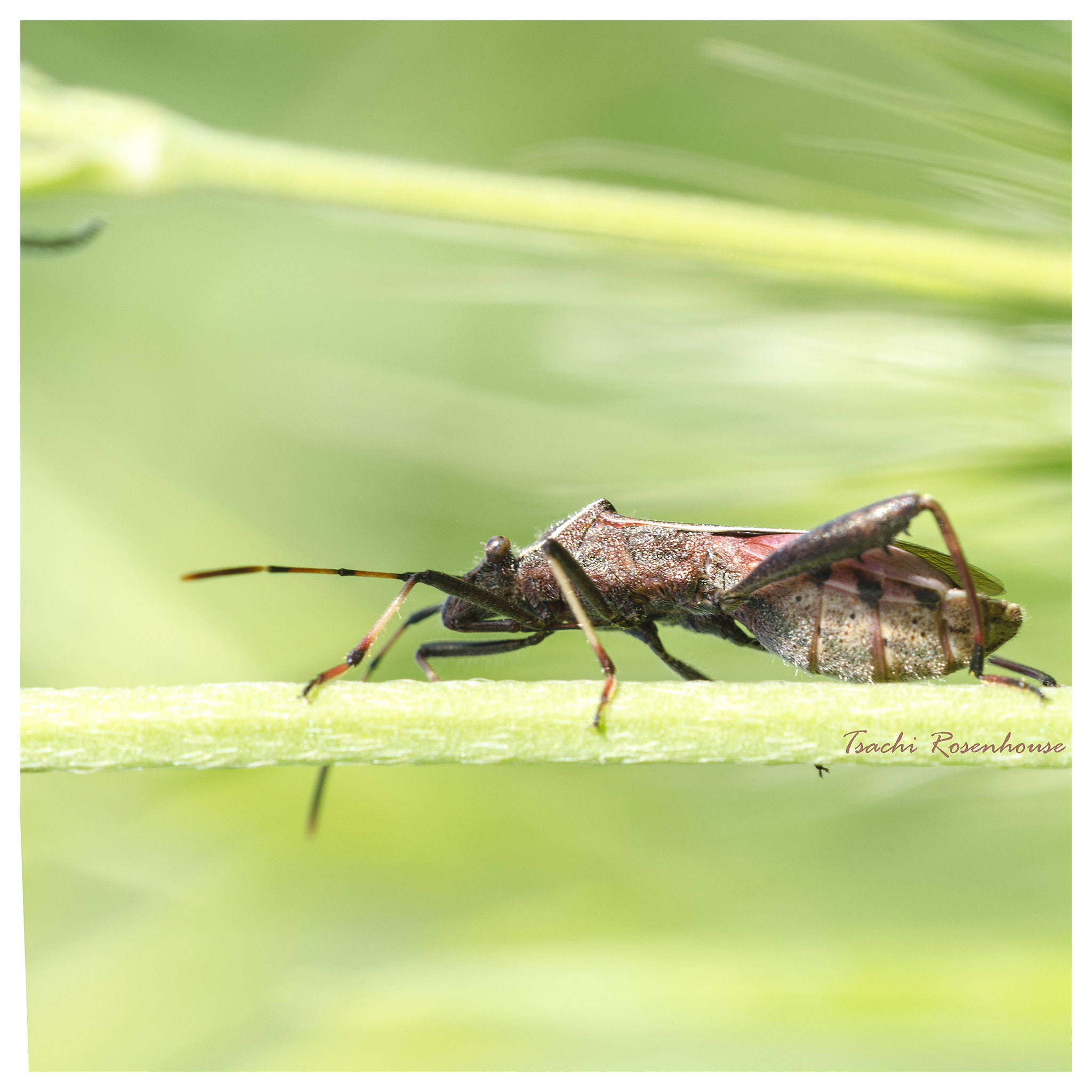 Sigma 150mm F2.8 EX DG OS Macro HSM sample photo. Carefully crossing the bridge photography
