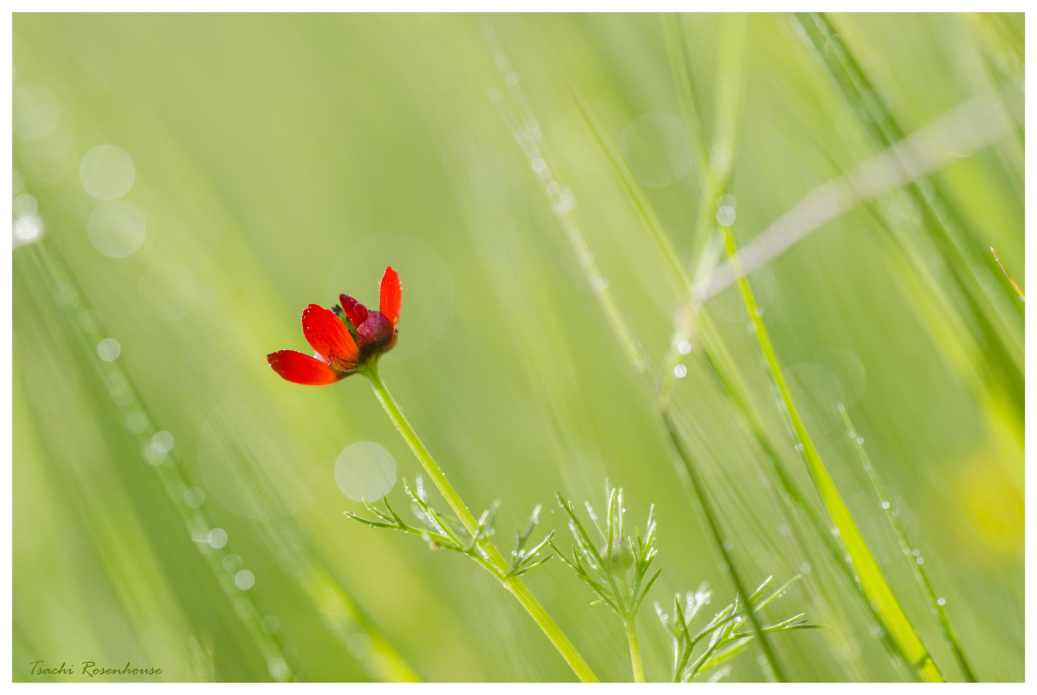 Sigma 150mm F2.8 EX DG OS Macro HSM sample photo. Red lips photography