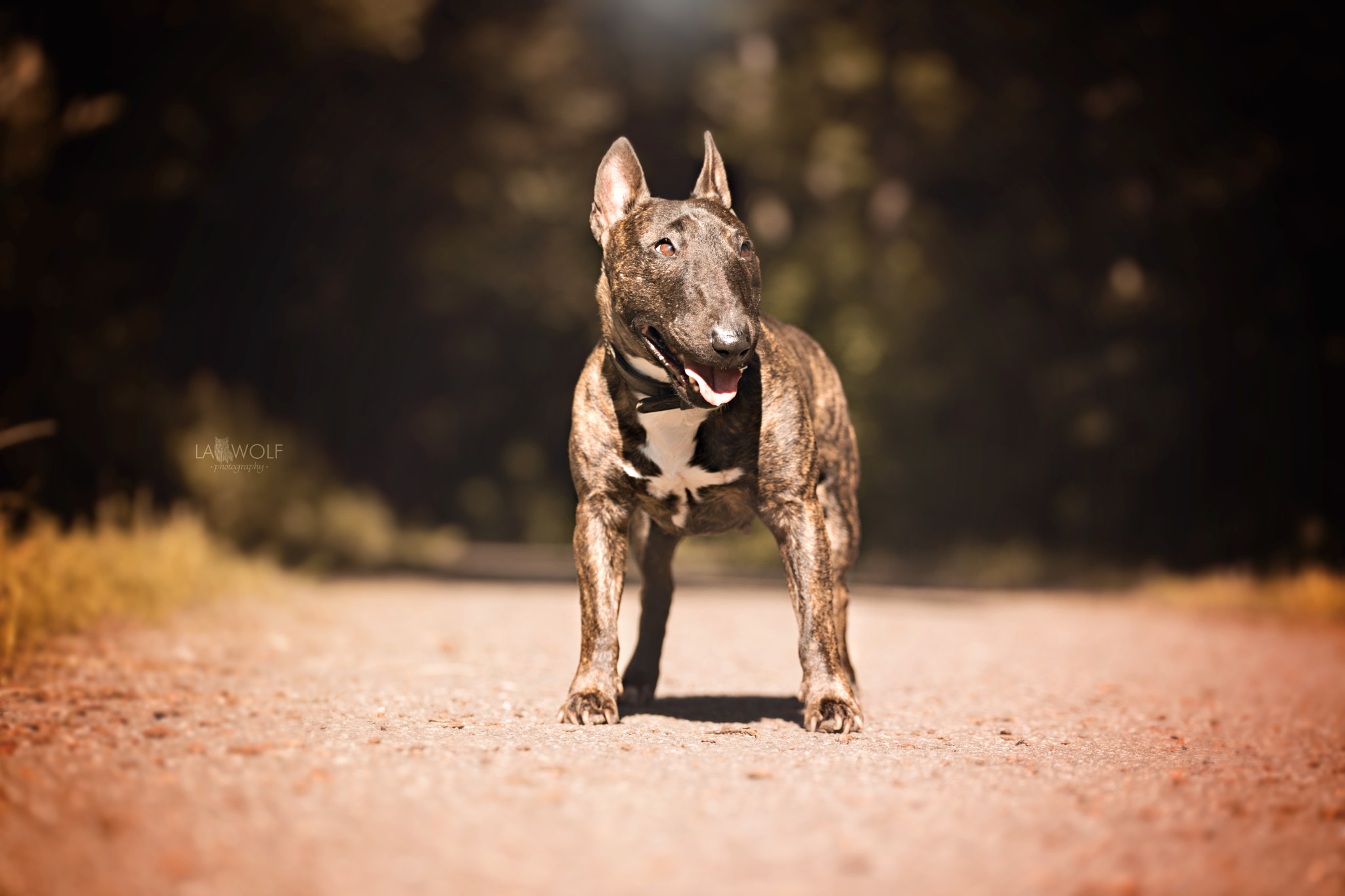 Nikon D5 sample photo. Gina cuteoverload photography