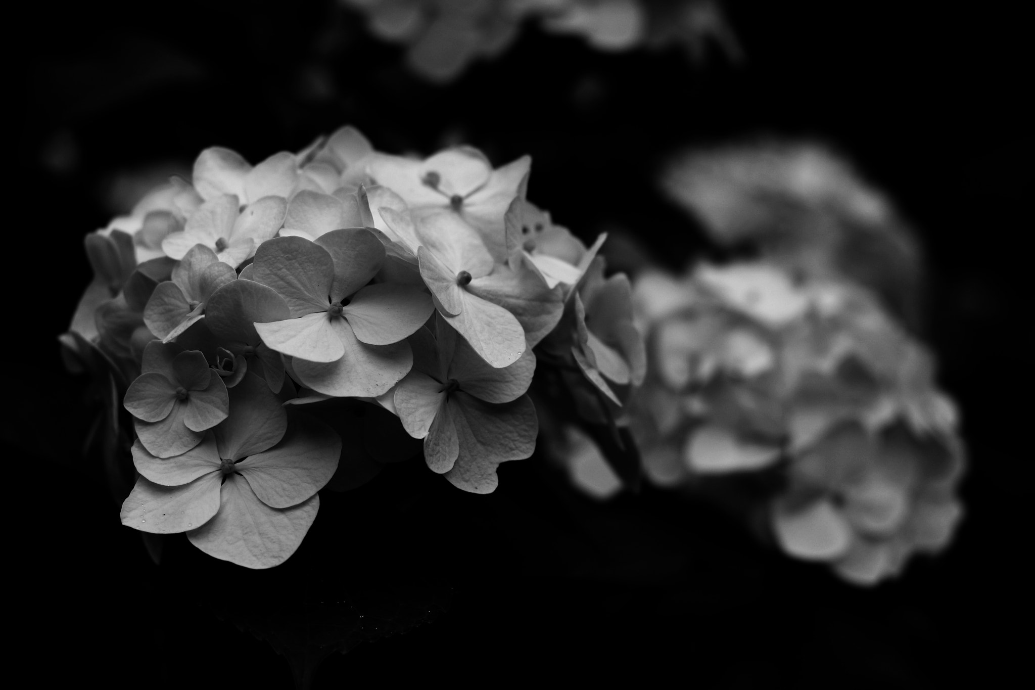 Canon EOS M2 + Canon EF 50mm F1.4 USM sample photo. Monochrome hydrangea photography