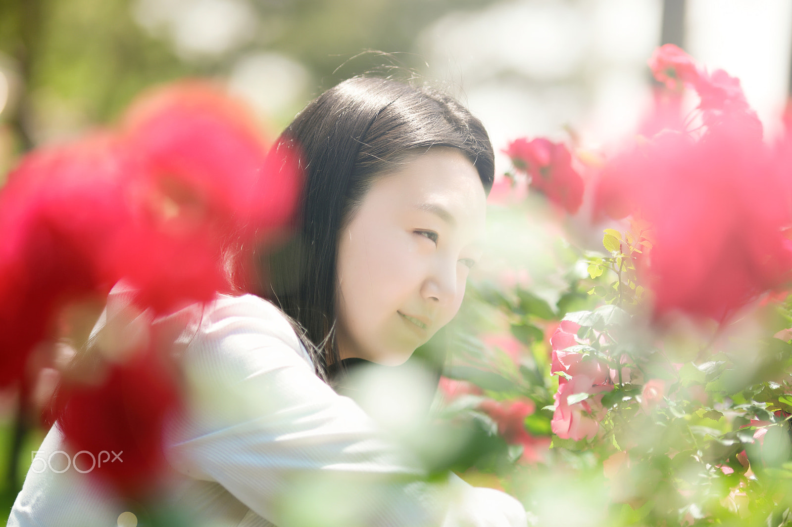 Samsung NX1 + Samsung NX 85mm F1.4 ED SSA sample photo. 2016's seoul roses festival. photography