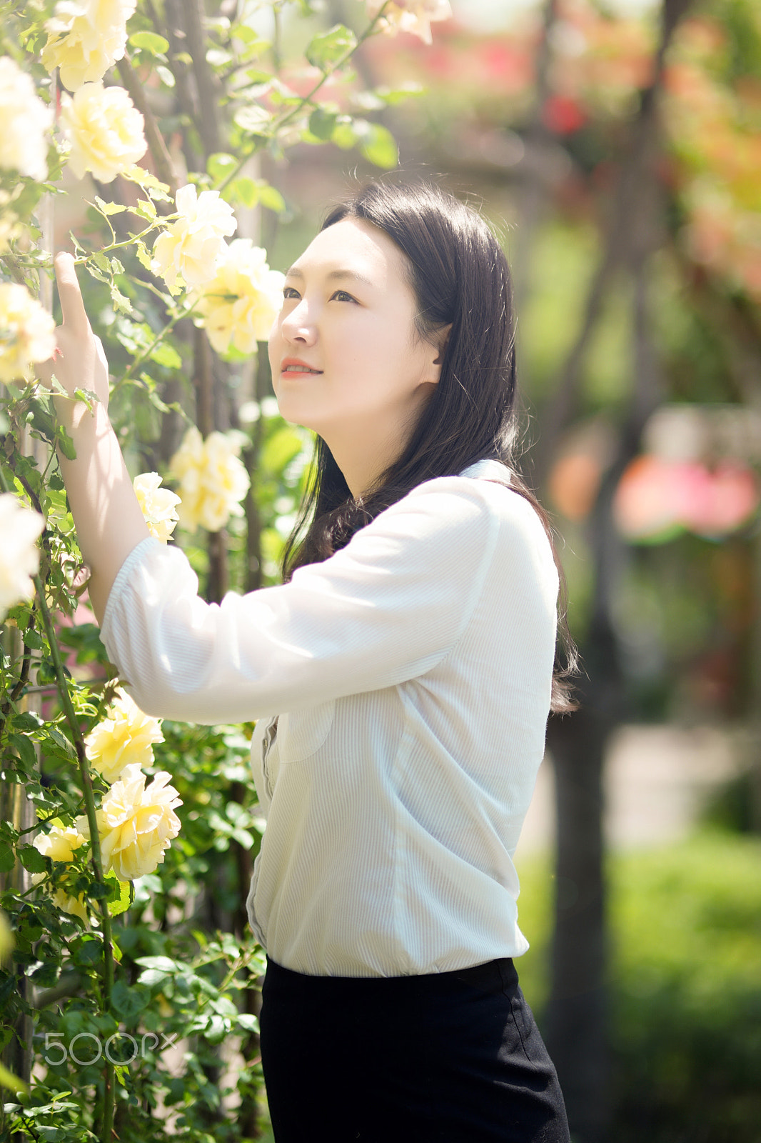Samsung NX1 + Samsung NX 85mm F1.4 ED SSA sample photo. 2016's seoul roses festival. photography