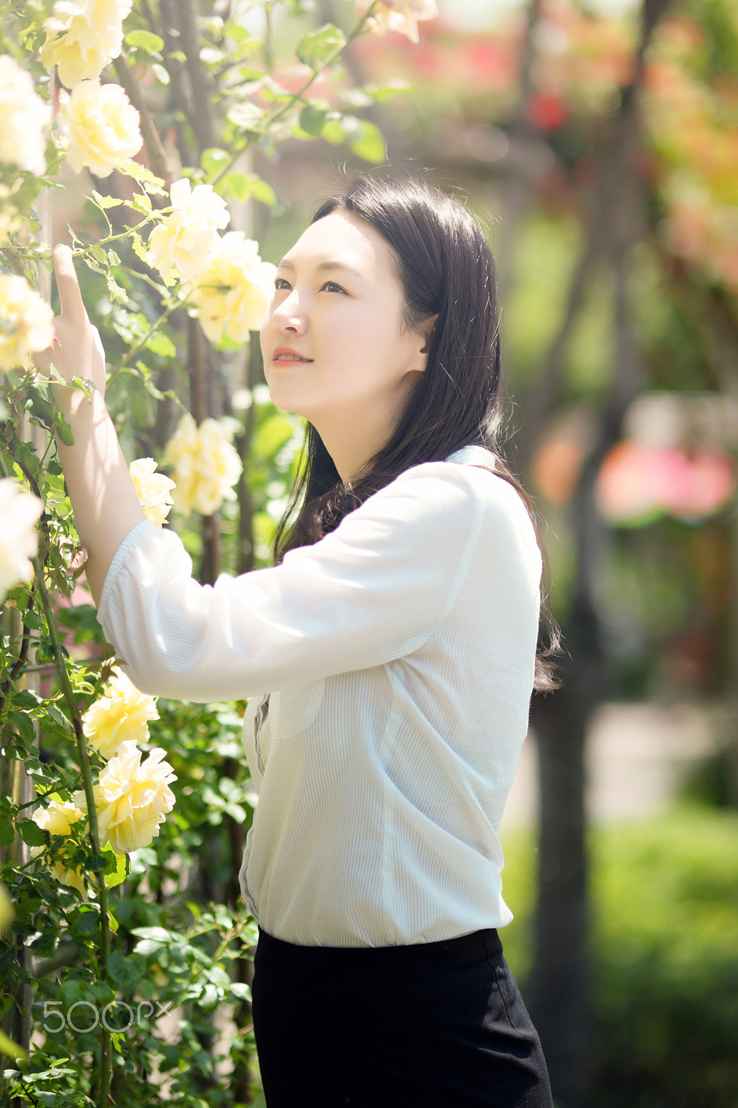 Samsung NX 85mm F1.4 ED SSA sample photo. 2016's seoul roses festival. photography