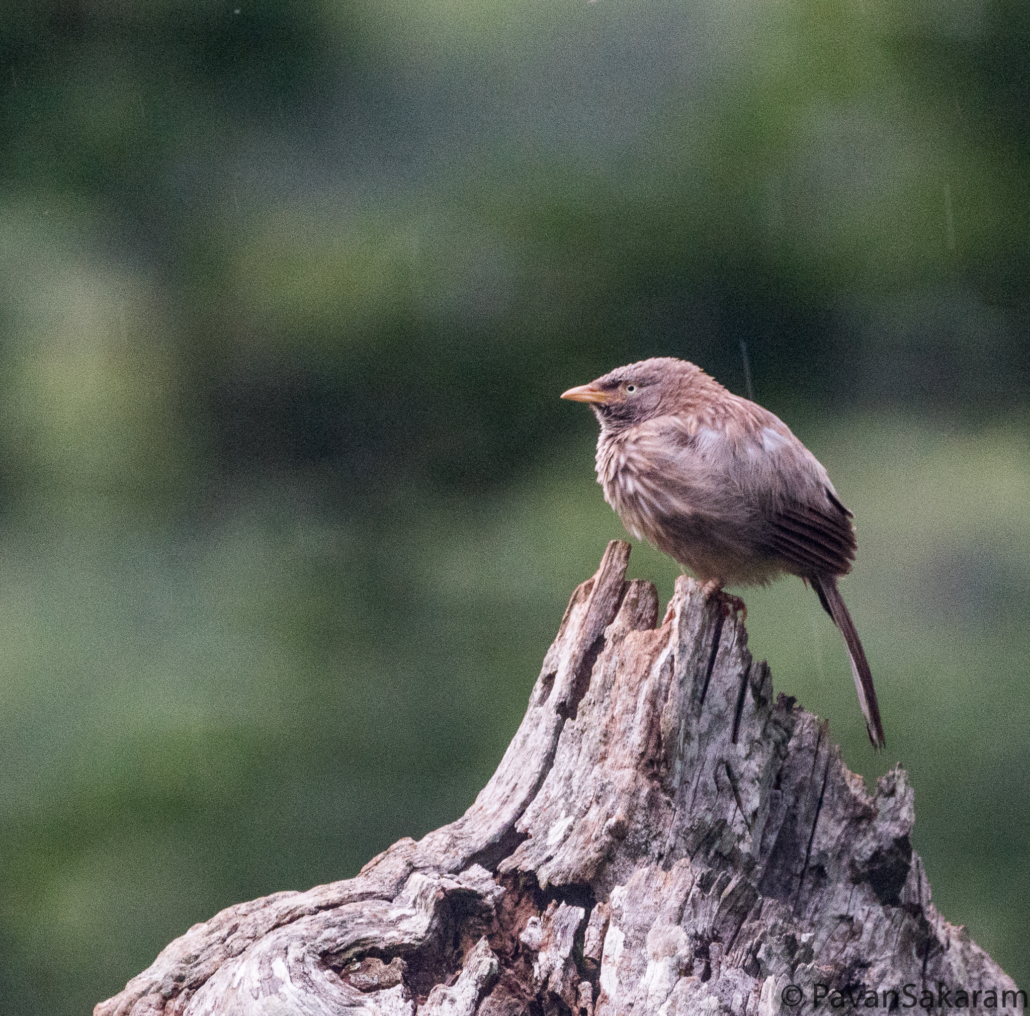 150-600mm F5-6.3 DG OS HSM | Contemporary 015 sample photo. Pale/yellow billed babbler in rain photography