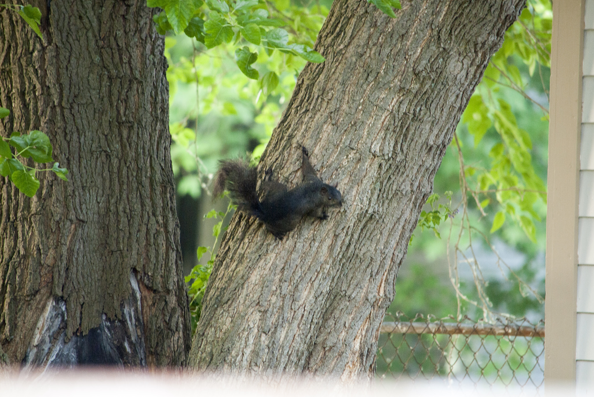 Nikon D200 sample photo. Fun in the yard photography