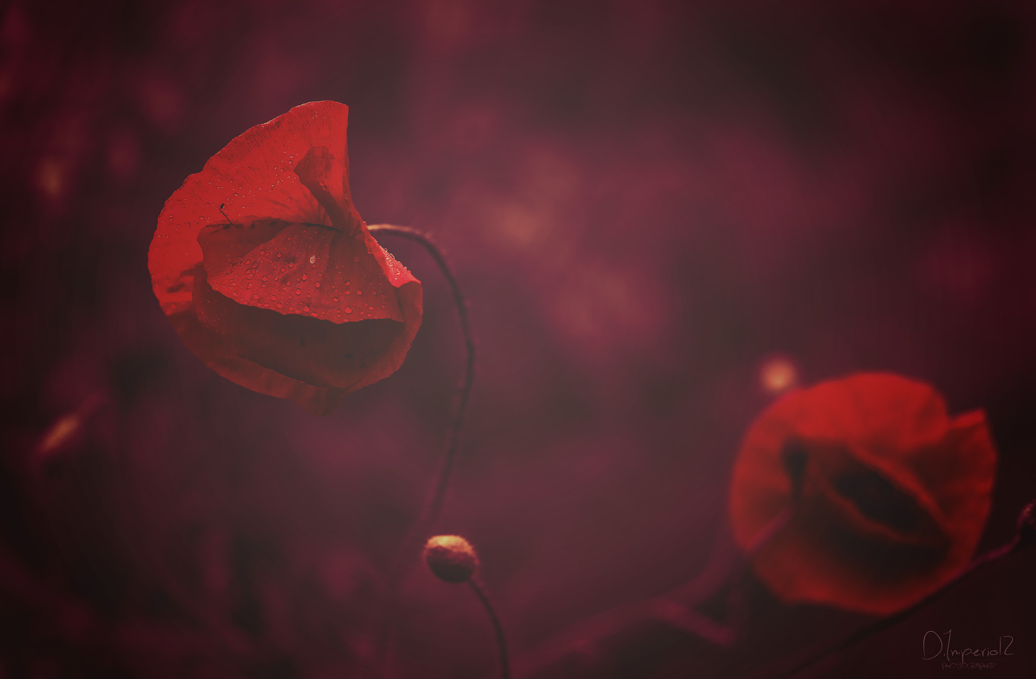 Sigma 105mm F2.8 EX DG Macro sample photo. Love at first sight.... photography