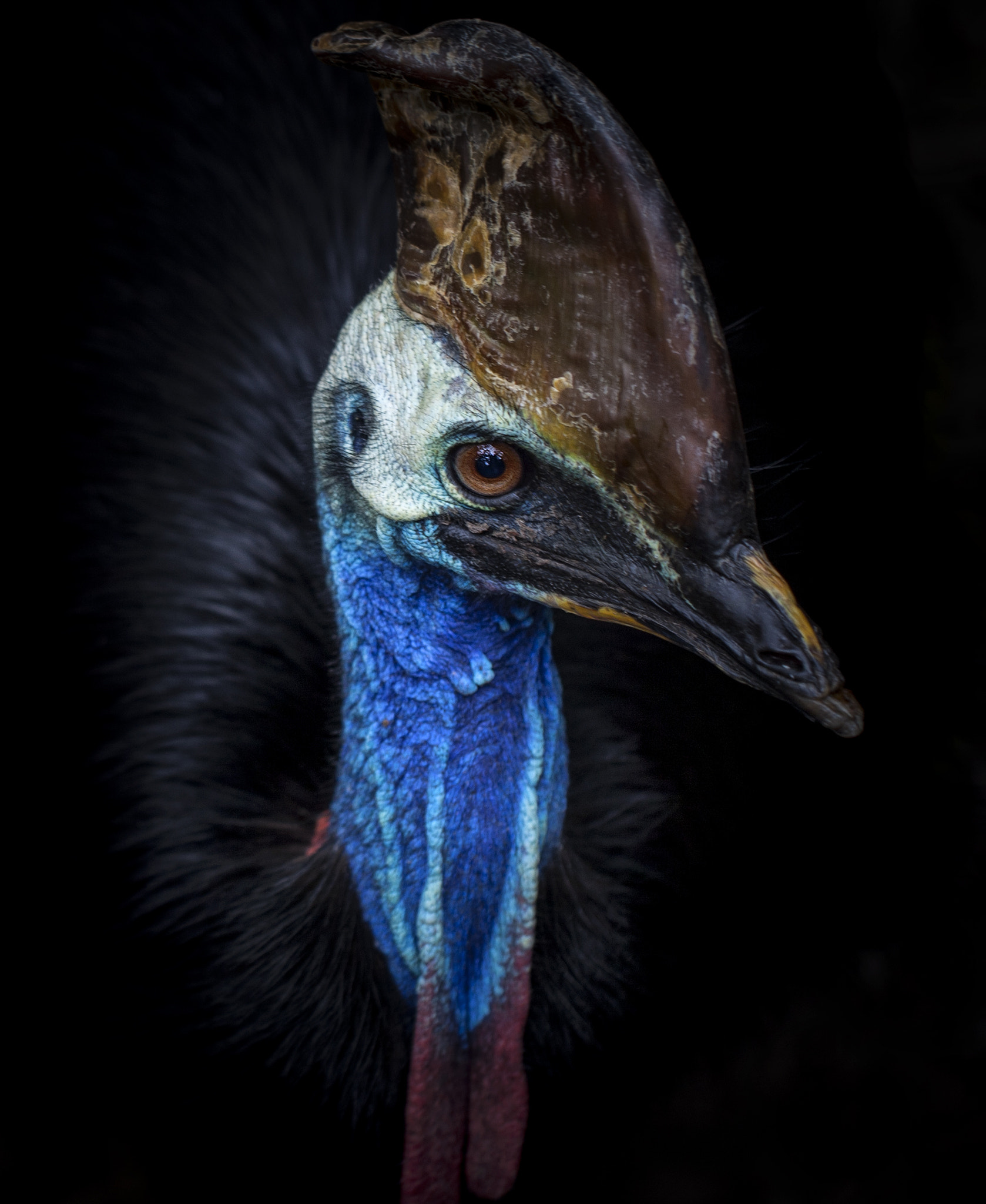 Canon EOS-1D Mark III sample photo. Cassowary photography