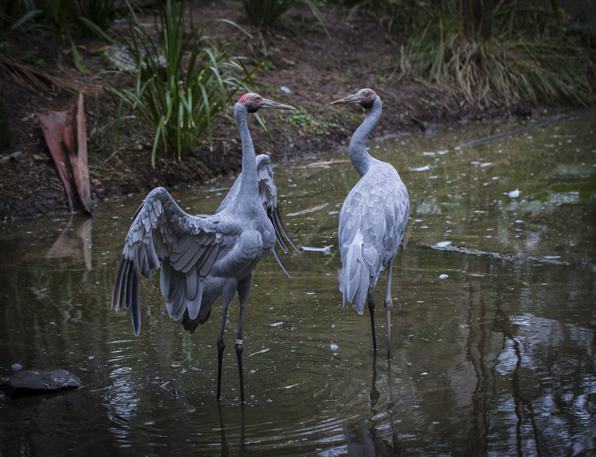 Canon EOS-1D Mark III sample photo. Brolga photography