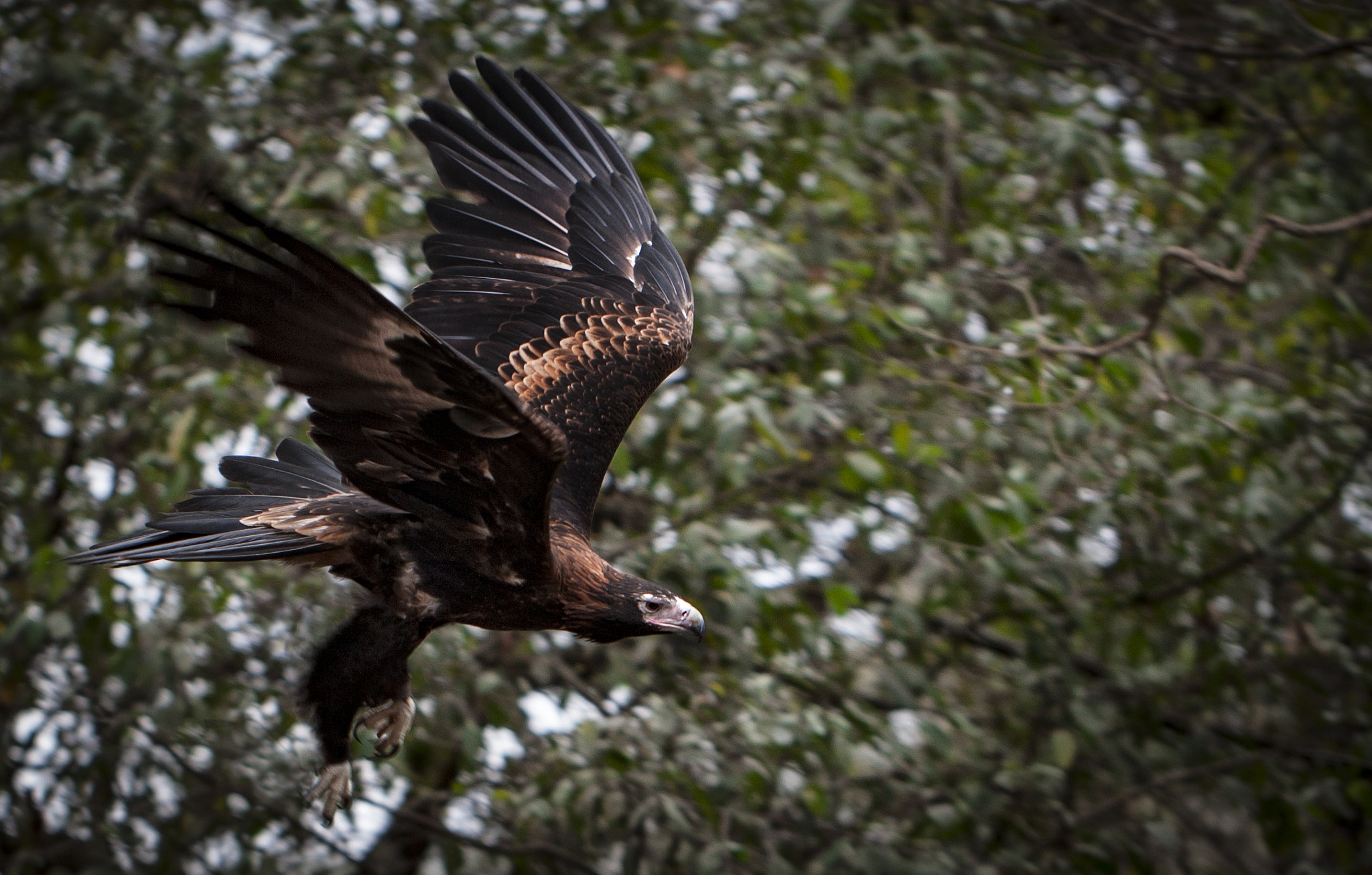 Canon EOS-1D Mark III sample photo. Wedge tailed eagle photography