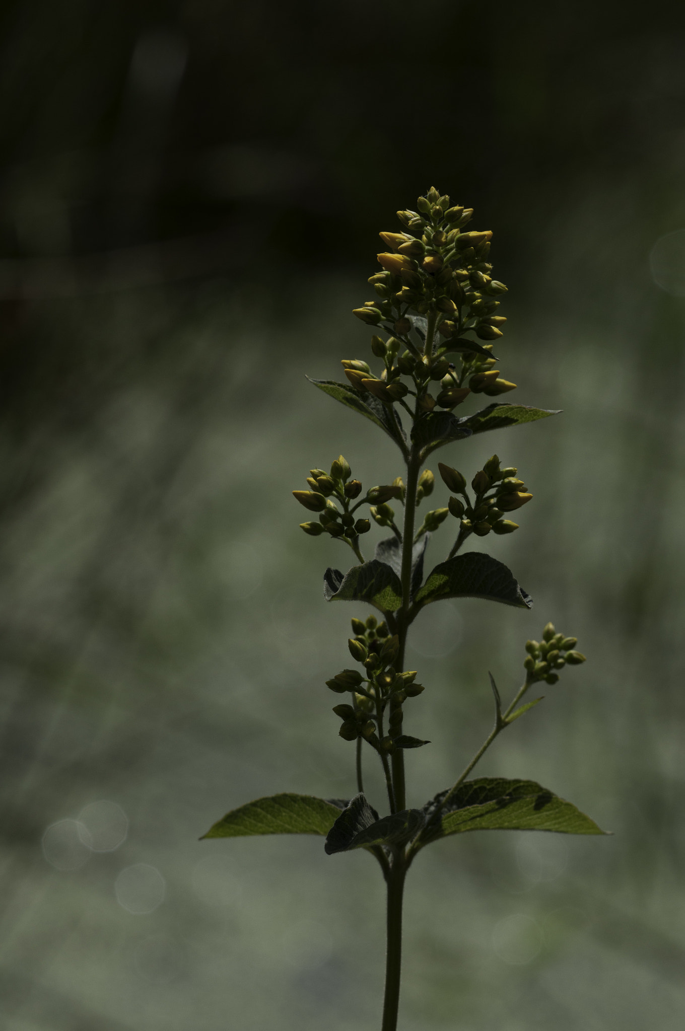 Sigma 150mm F2.8 EX DG Macro HSM sample photo. Hypericum photography