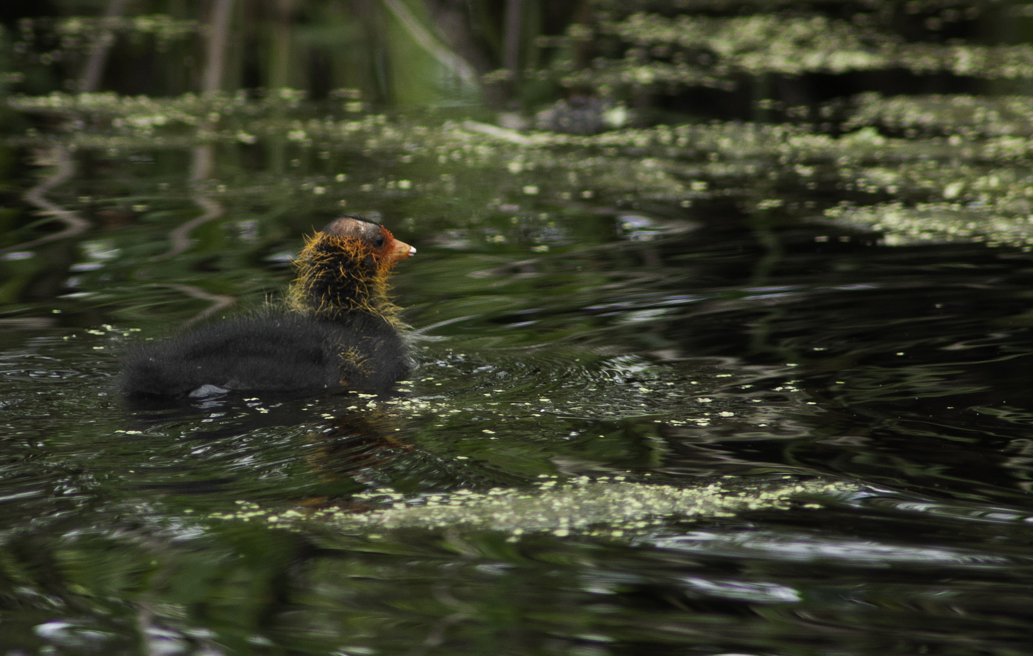 Nikon D90 + AF Nikkor 300mm f/4 IF-ED sample photo. Coot chick photography