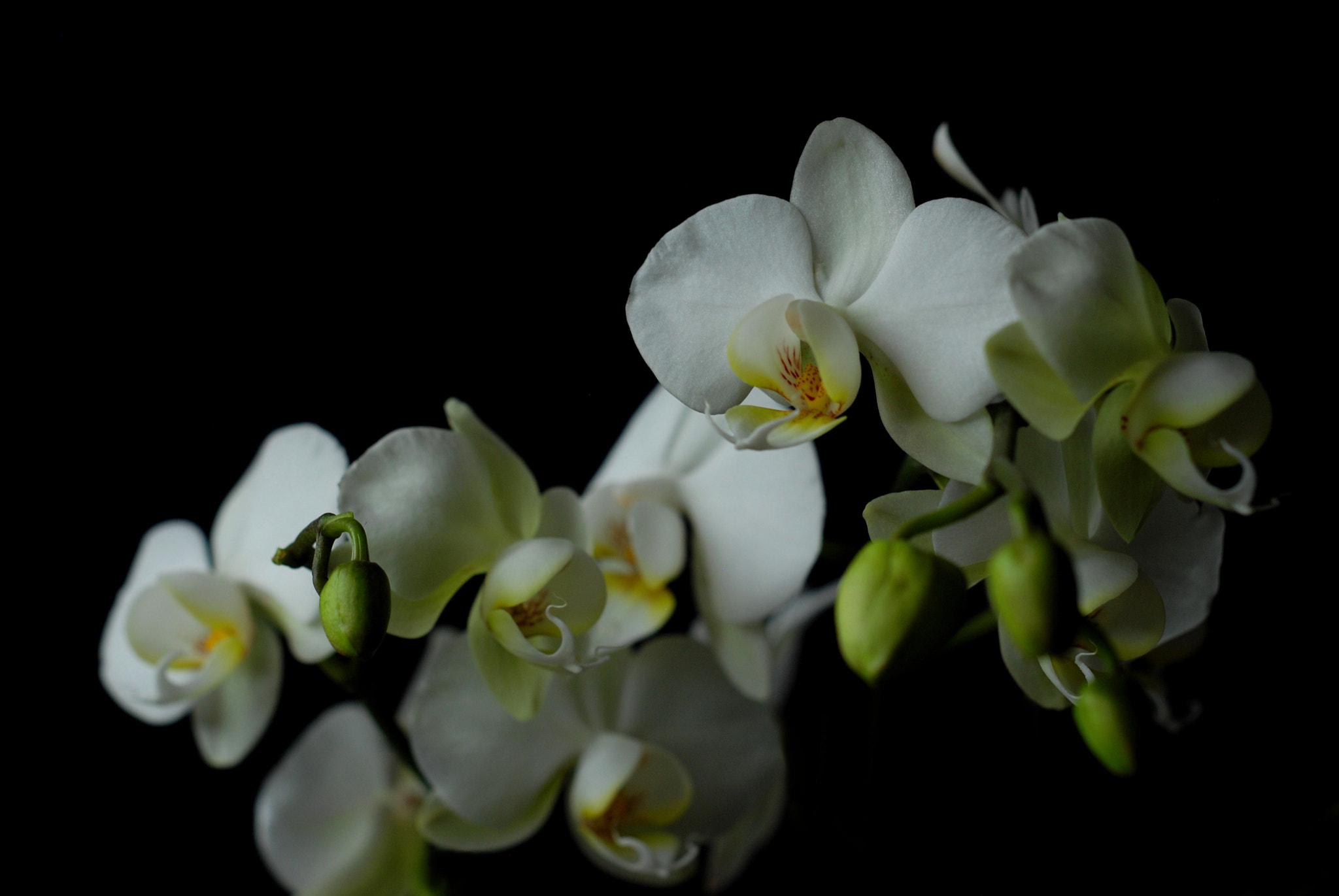 Nikon D80 + AF Nikkor 50mm f/1.8 N sample photo. Phalaenopsis photography