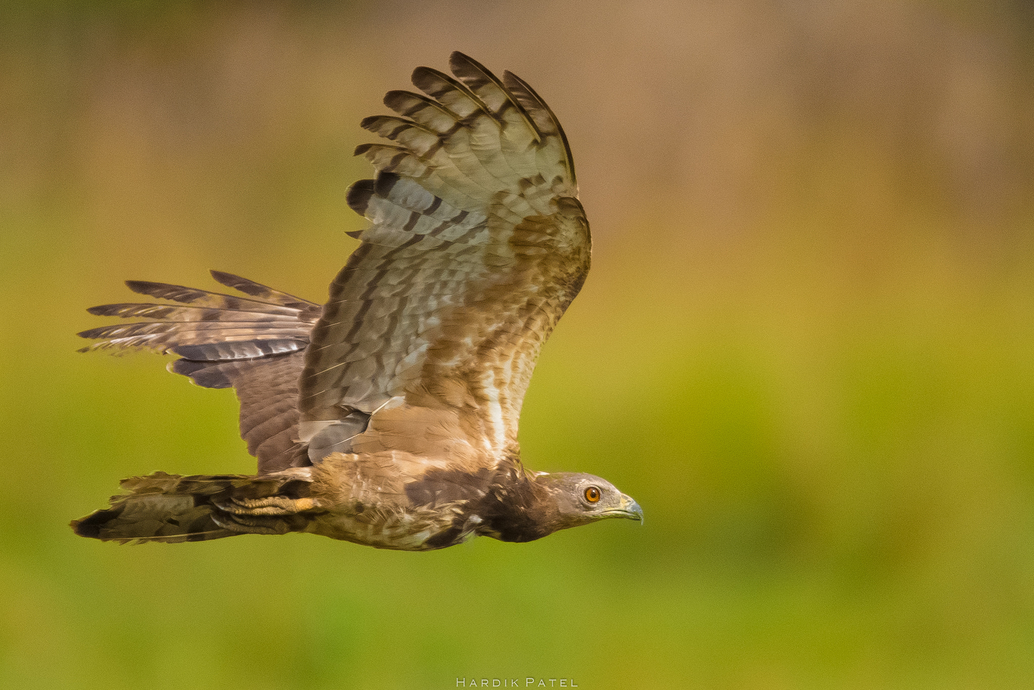 Nikon D5 sample photo. The flight photography