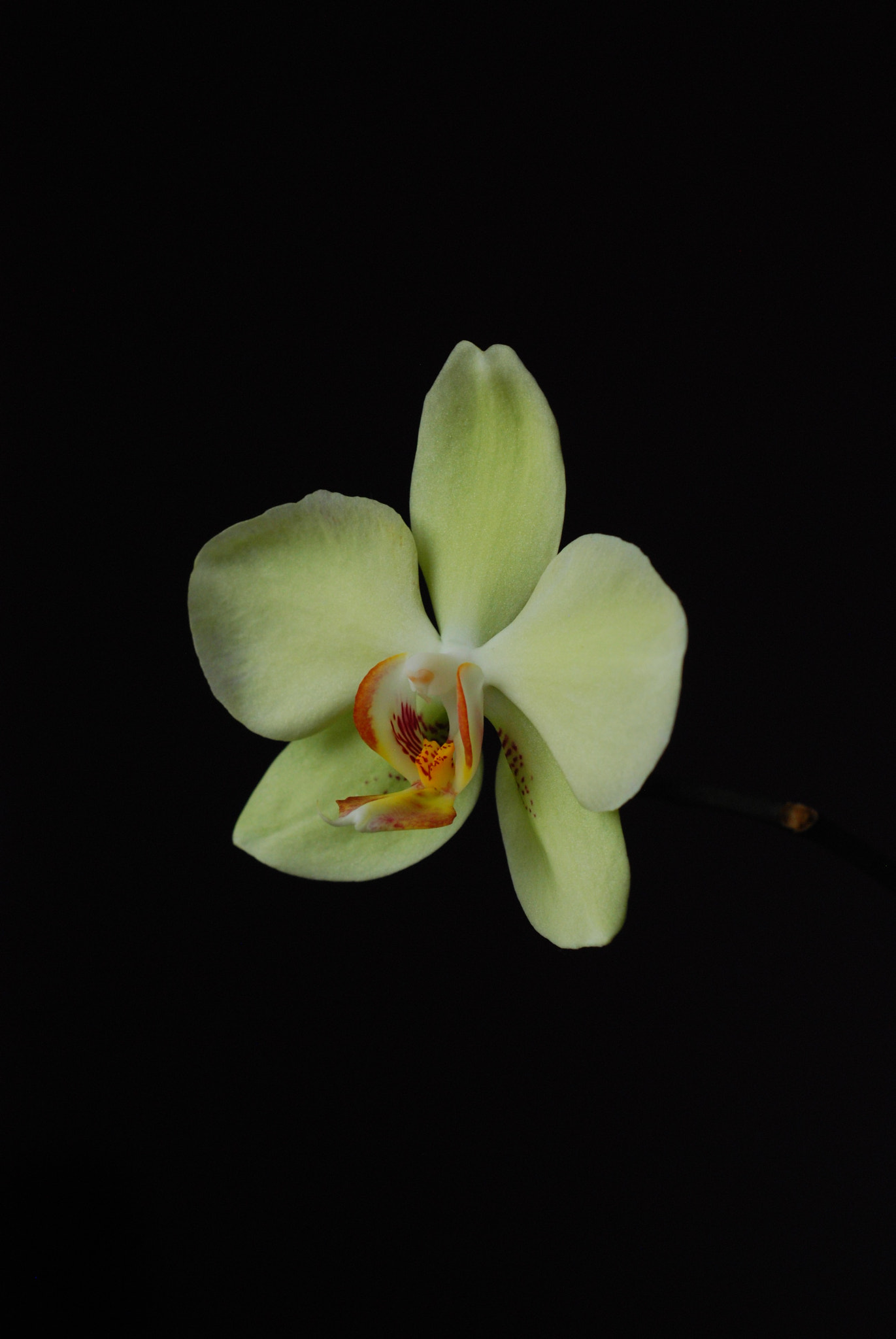 Nikon D80 + AF Nikkor 50mm f/1.8 N sample photo. Phalaenopsis photography