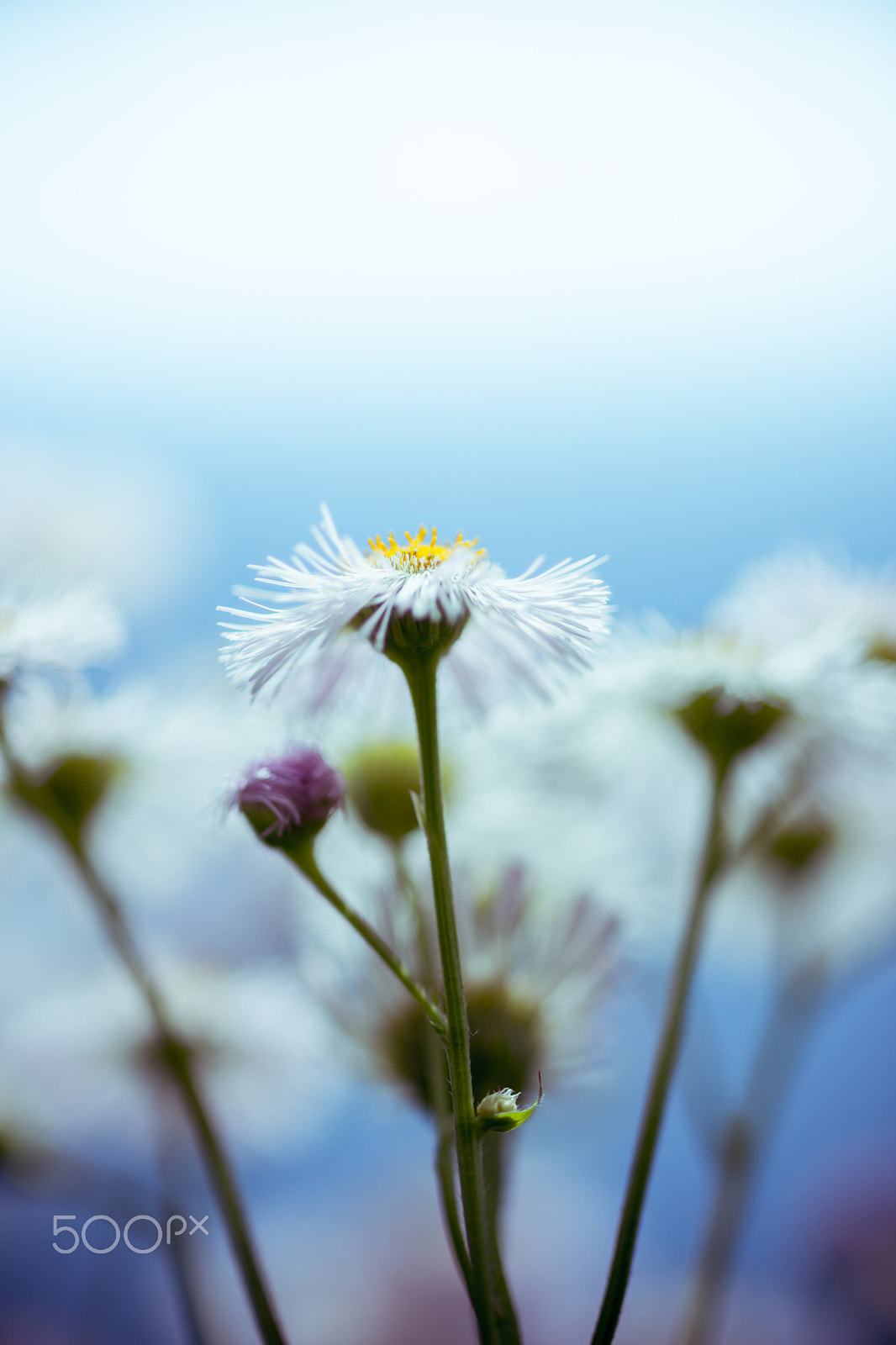 Sony a99 II + Sony 100mm F2.8 Macro sample photo. Dreamer photography