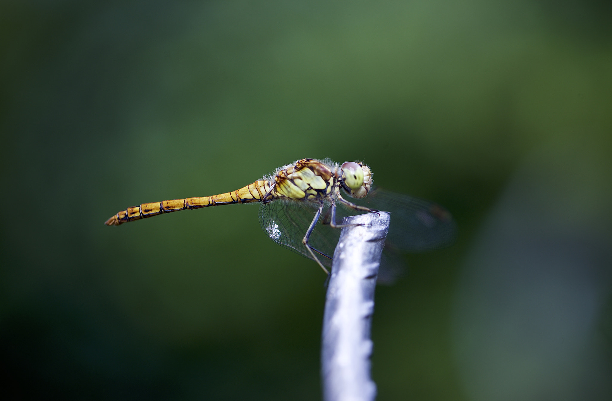 Canon EOS-1Ds Mark III sample photo. Dragonfly. photography