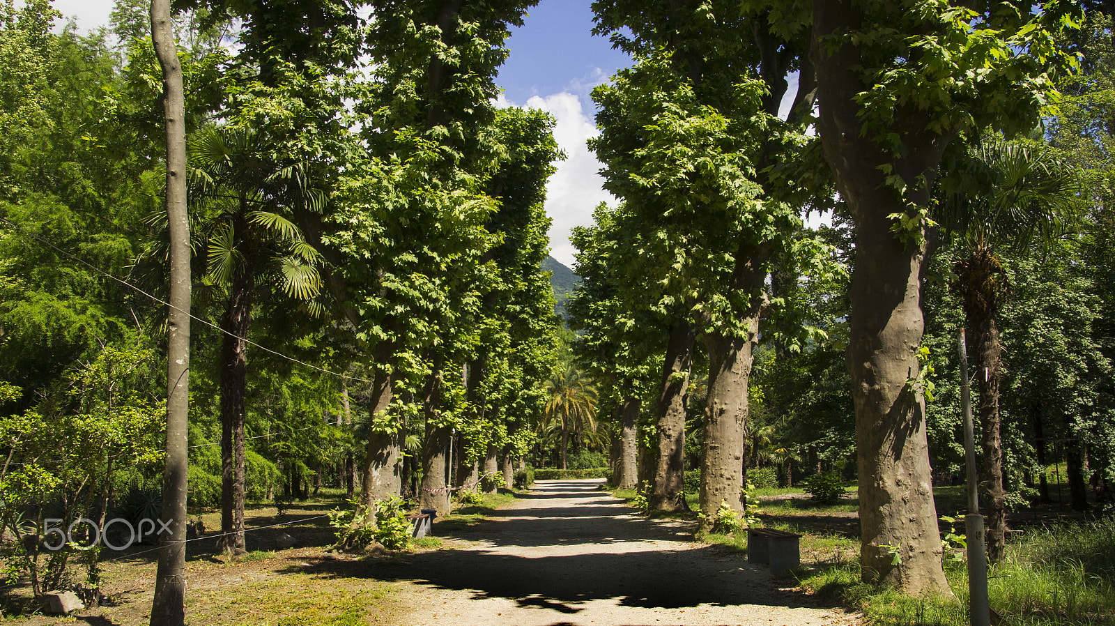Tamron 18-270mm F3.5-6.3 Di II PZD sample photo. Platanus grove photography