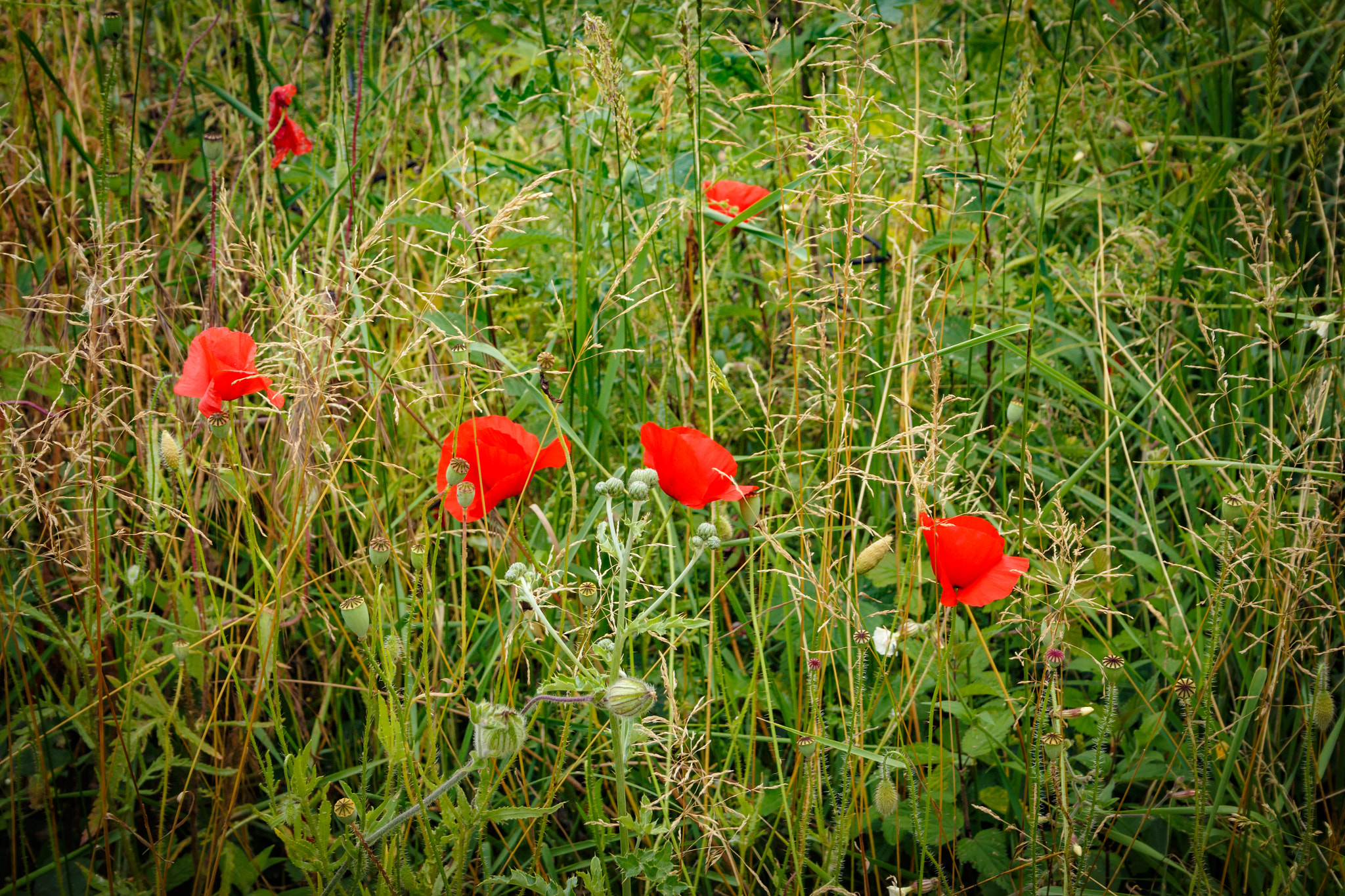 Canon EF-S 18-55mm F3.5-5.6 sample photo. Au bord du chemin photography