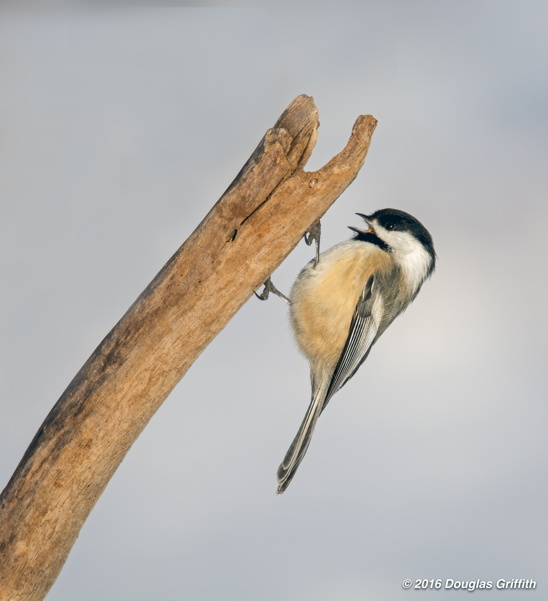 Nikon Nikkor AF-S 300mm F4E PF ED VR sample photo. Just hangin': black-capped chickadee photography