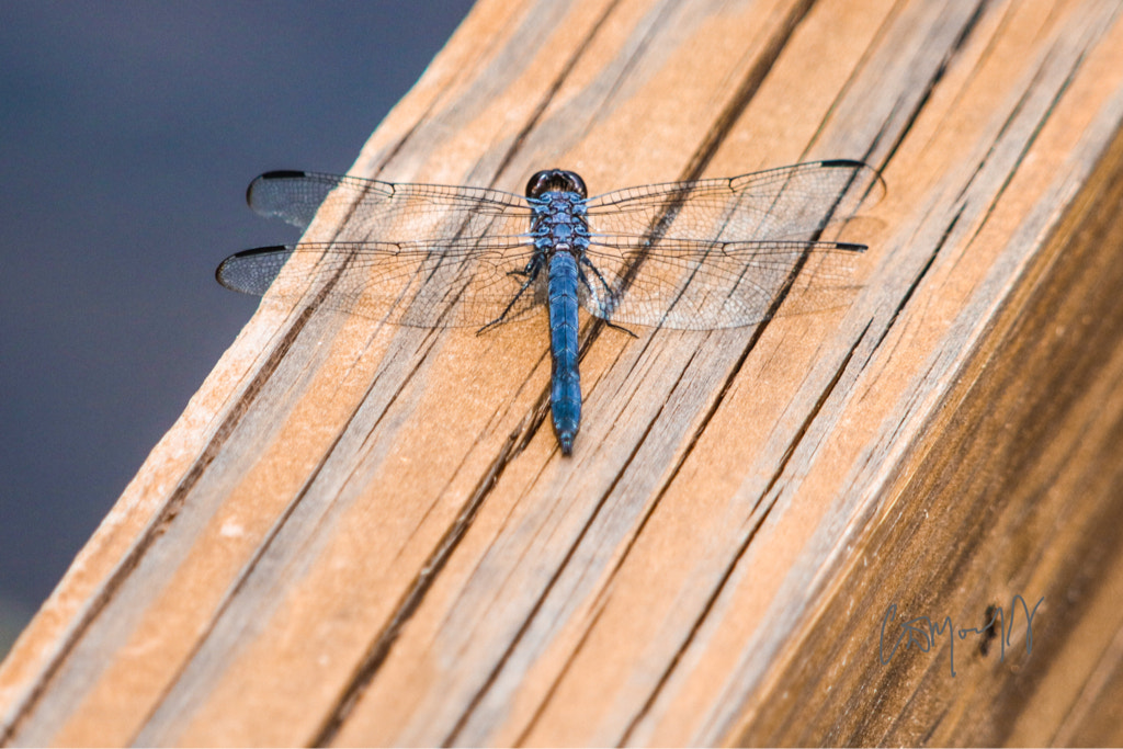 Canon EOS 760D (EOS Rebel T6s / EOS 8000D) + Canon 200-500mm sample photo. Dragonfly photography