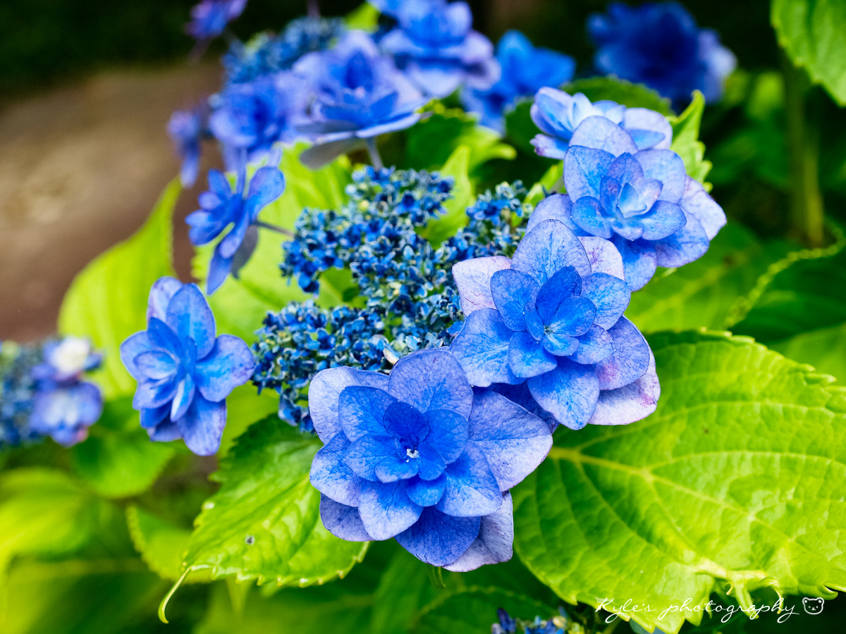 Olympus Zuiko Digital 14-54mm F2.8-3.5 II sample photo. Hydrangea photography