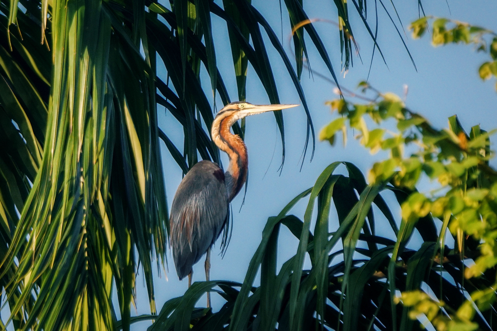 Sony ILCA-77M2 + Sony 70-400mm F4-5.6 G SSM II sample photo. Purple heron photography