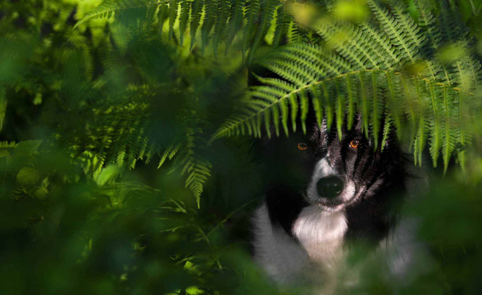 AF-S Zoom-Nikkor 80-200mm f/2.8D IF-ED sample photo. Lajka photography