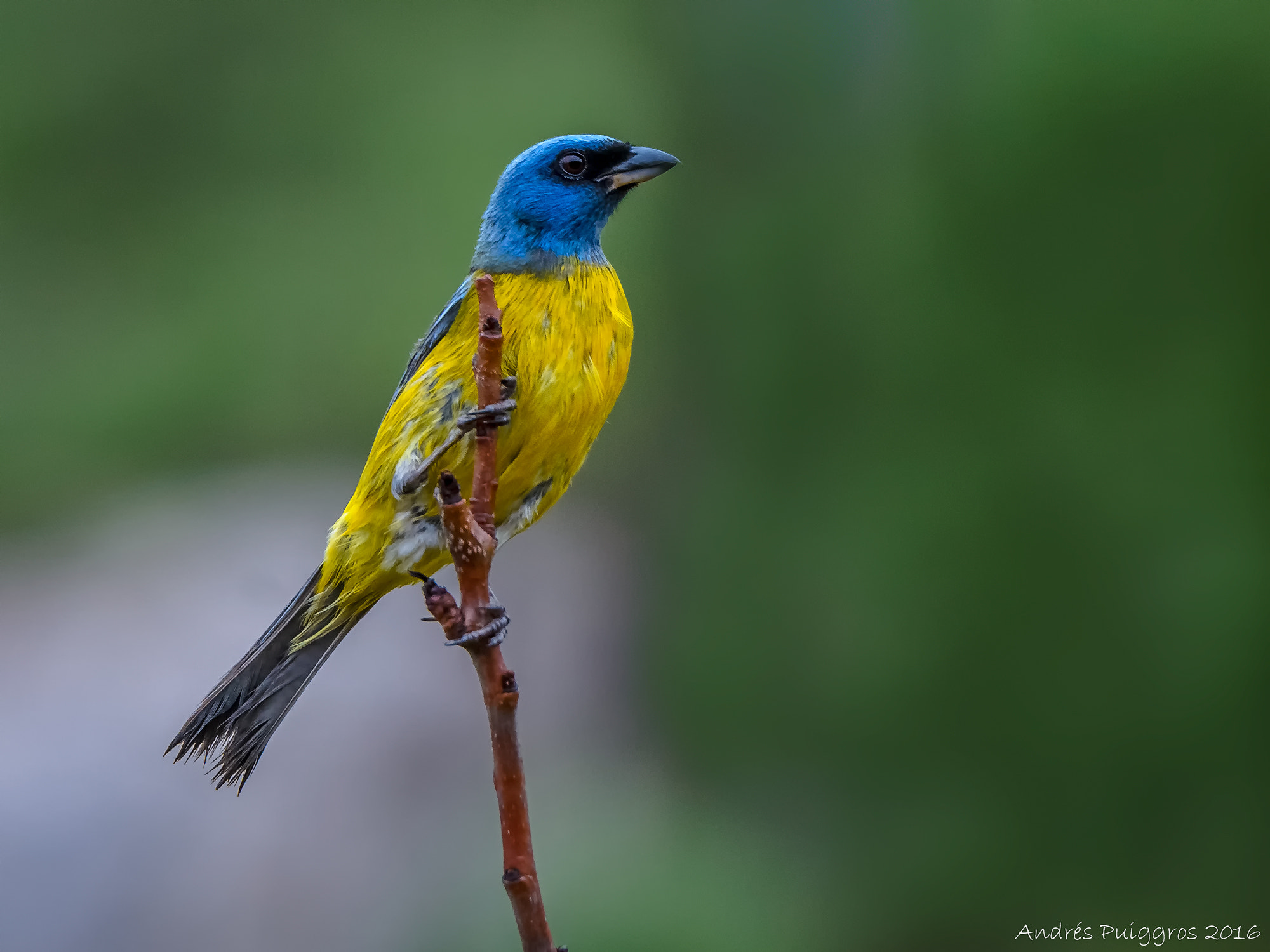 Nikon D7000 + Nikon AF-S Nikkor 80-400mm F4.5-5.6G ED VR sample photo. Blue and yellow tanager photography