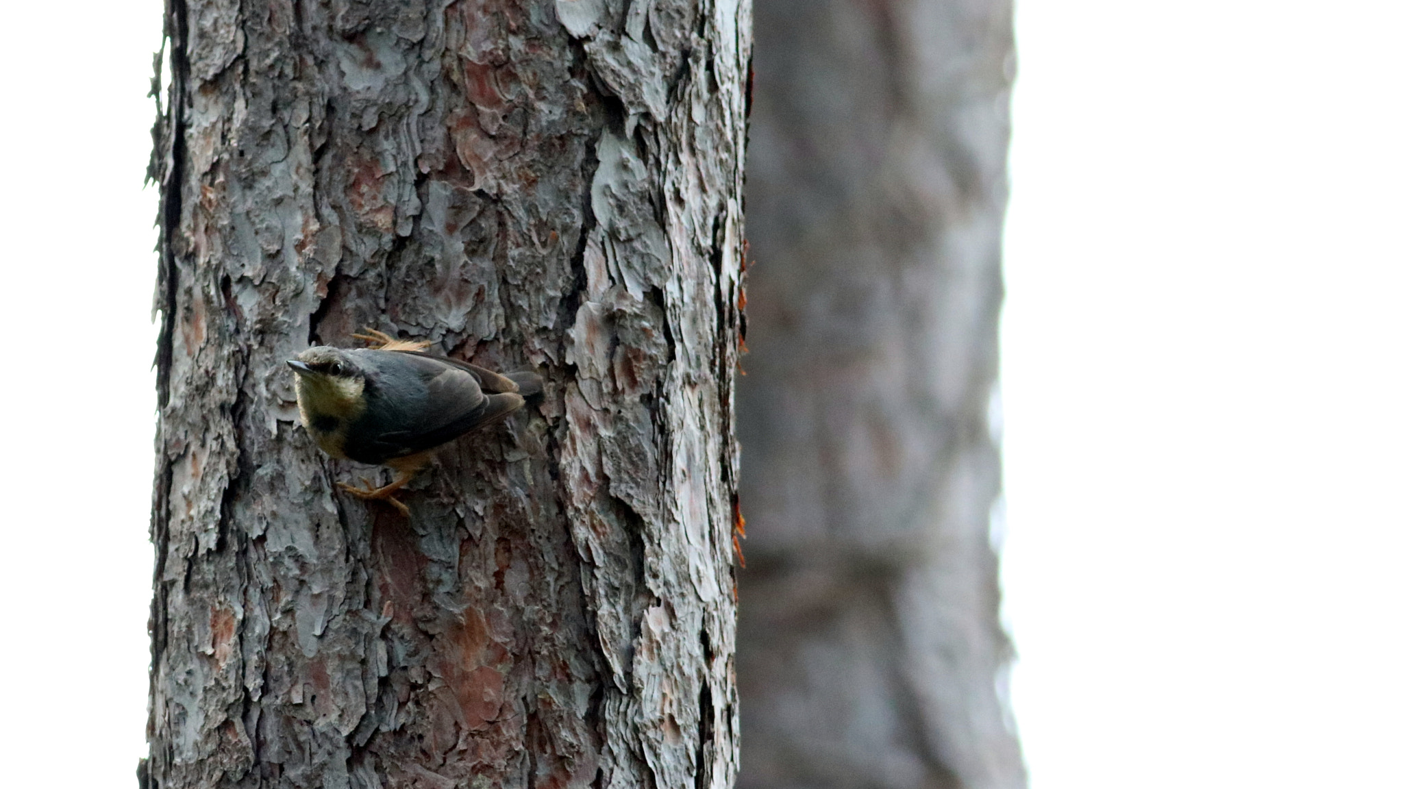 Canon EOS 750D (EOS Rebel T6i / EOS Kiss X8i) + Canon EF 400mm F5.6L USM sample photo. Birds photography