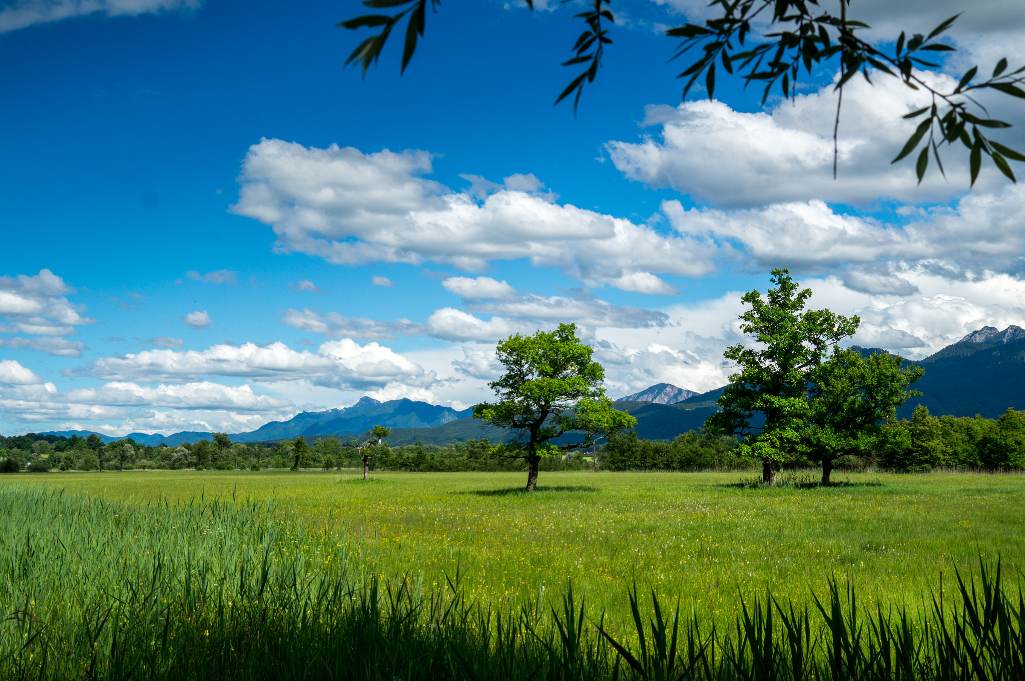 Sony SLT-A57 sample photo. Murnauer moos photography