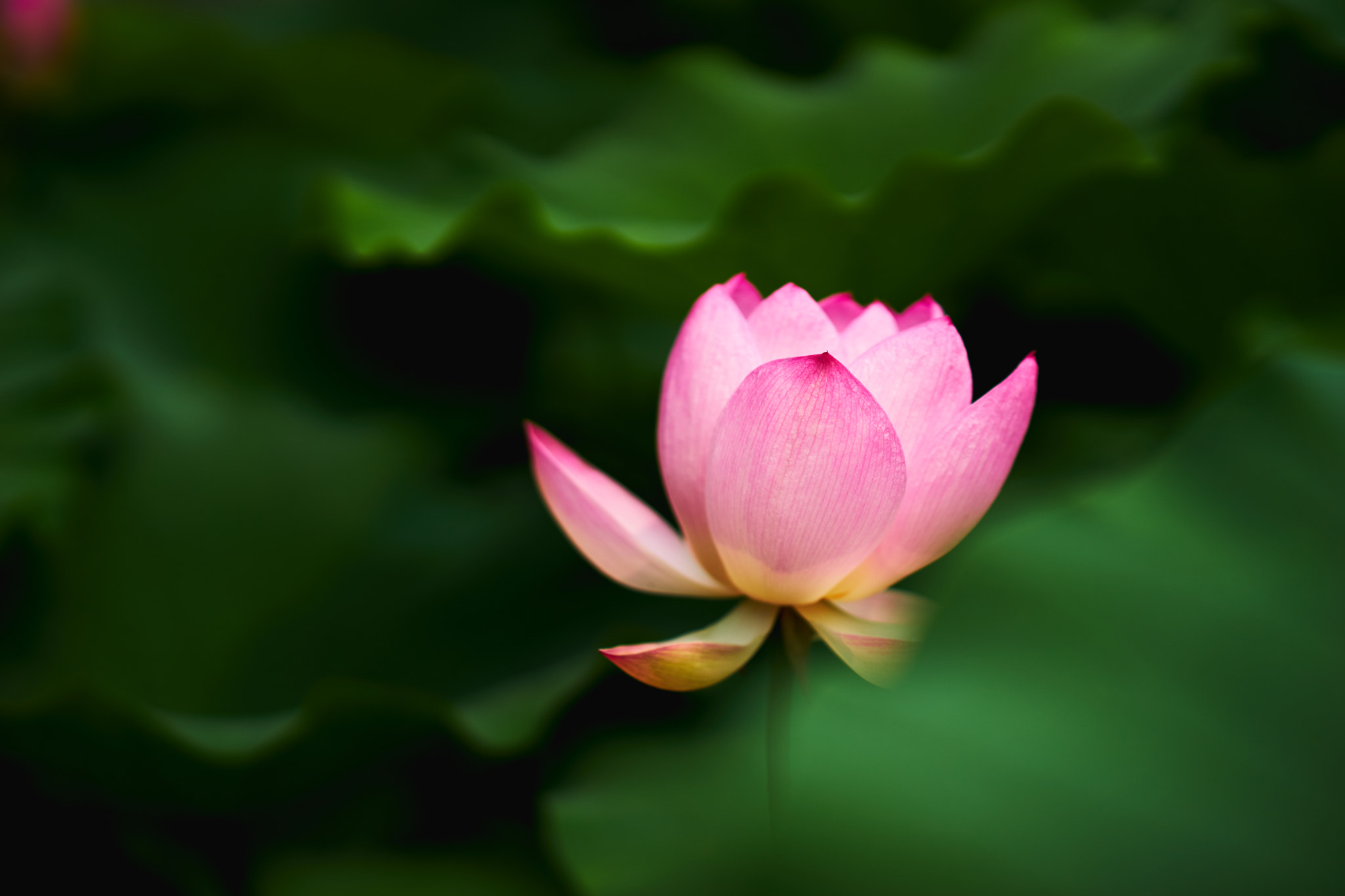 Sony a7 + Sony FE 85mm F1.4 GM sample photo. 荷花 photography