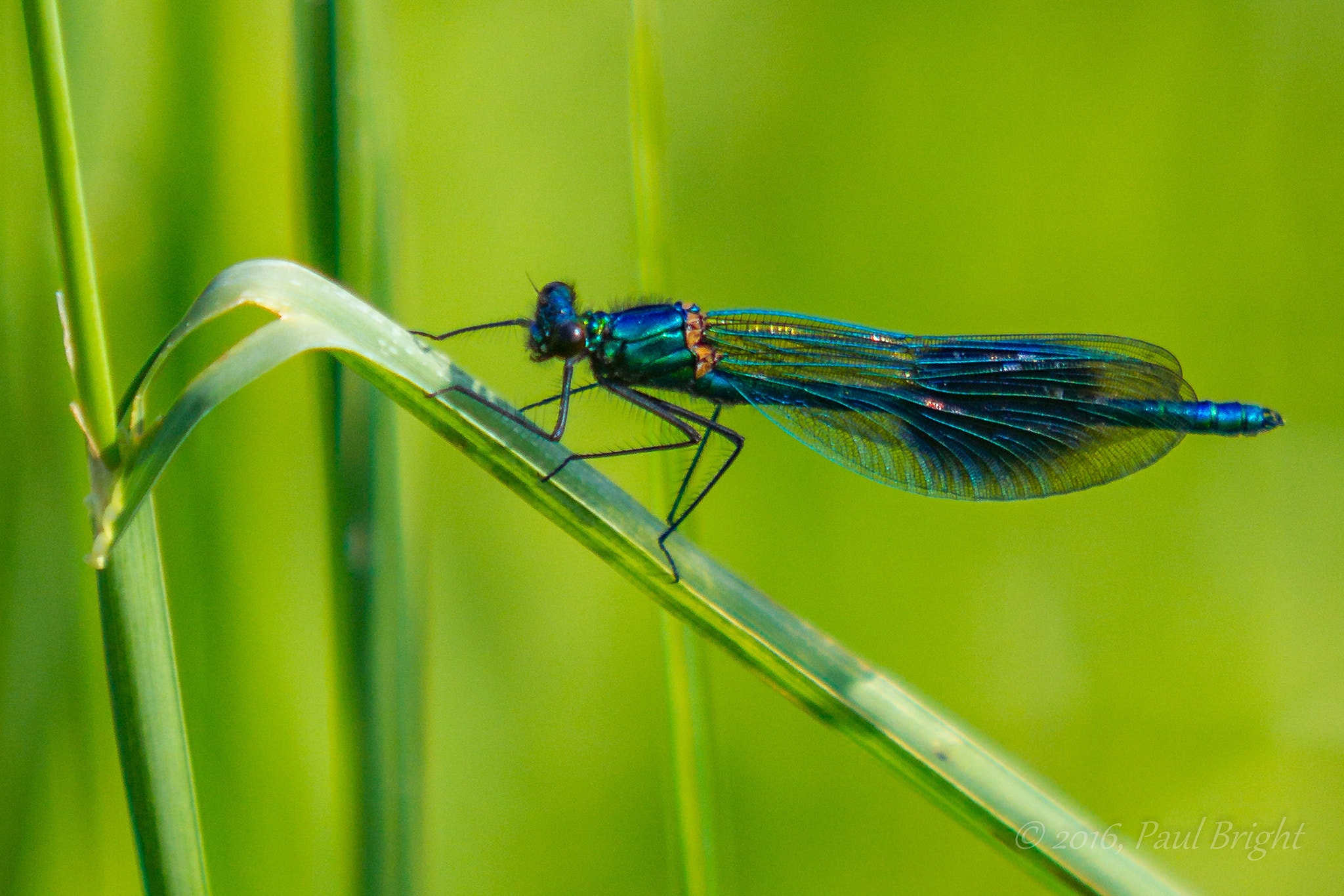 Canon EOS 550D (EOS Rebel T2i / EOS Kiss X4) + Canon EF 70-200mm F2.8L USM sample photo. Banded demoiselle photography