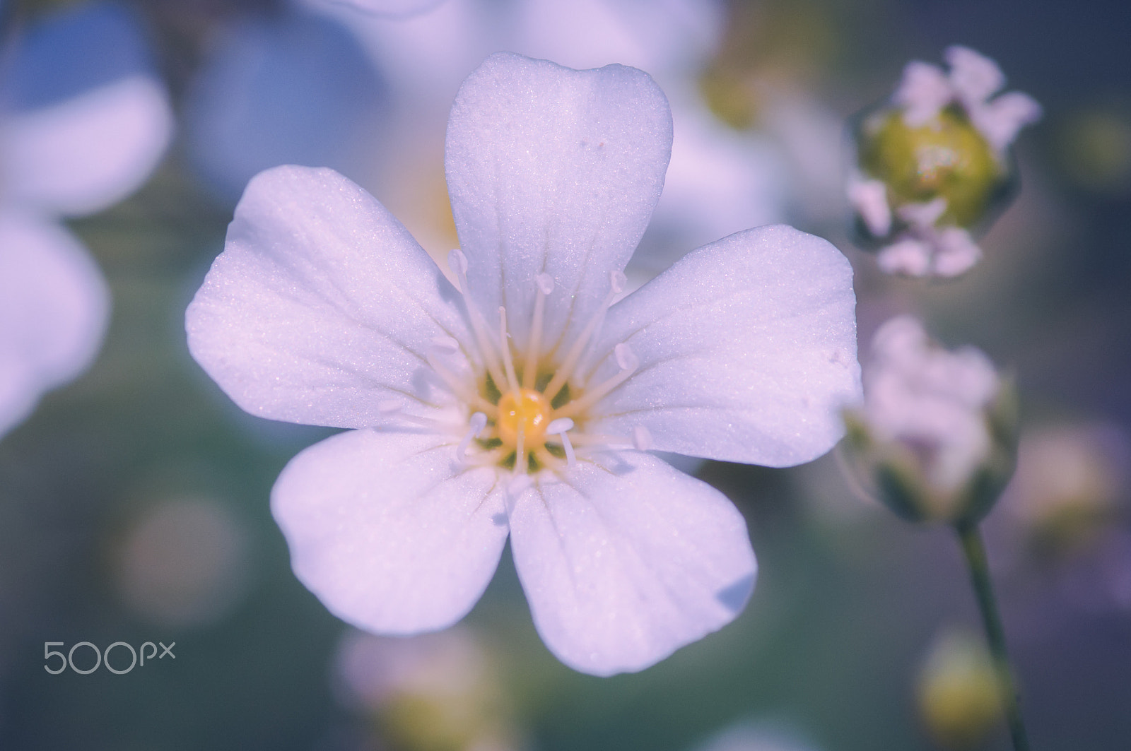 Pentax K20D + Pentax smc D-FA 100mm F2.8 macro sample photo. ... photography