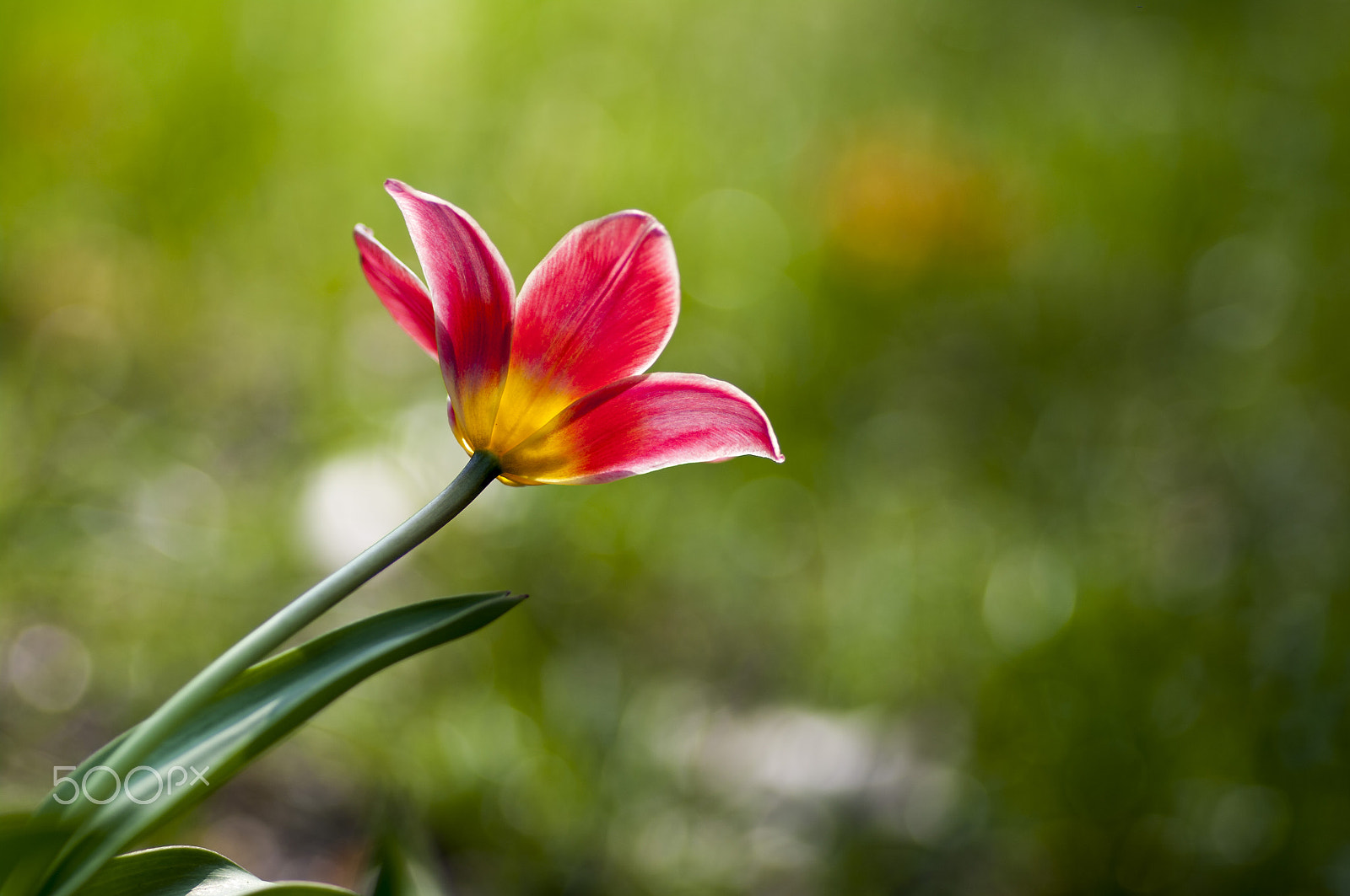 Pentax K20D + Pentax smc D-FA 100mm F2.8 macro sample photo. Tulip photography