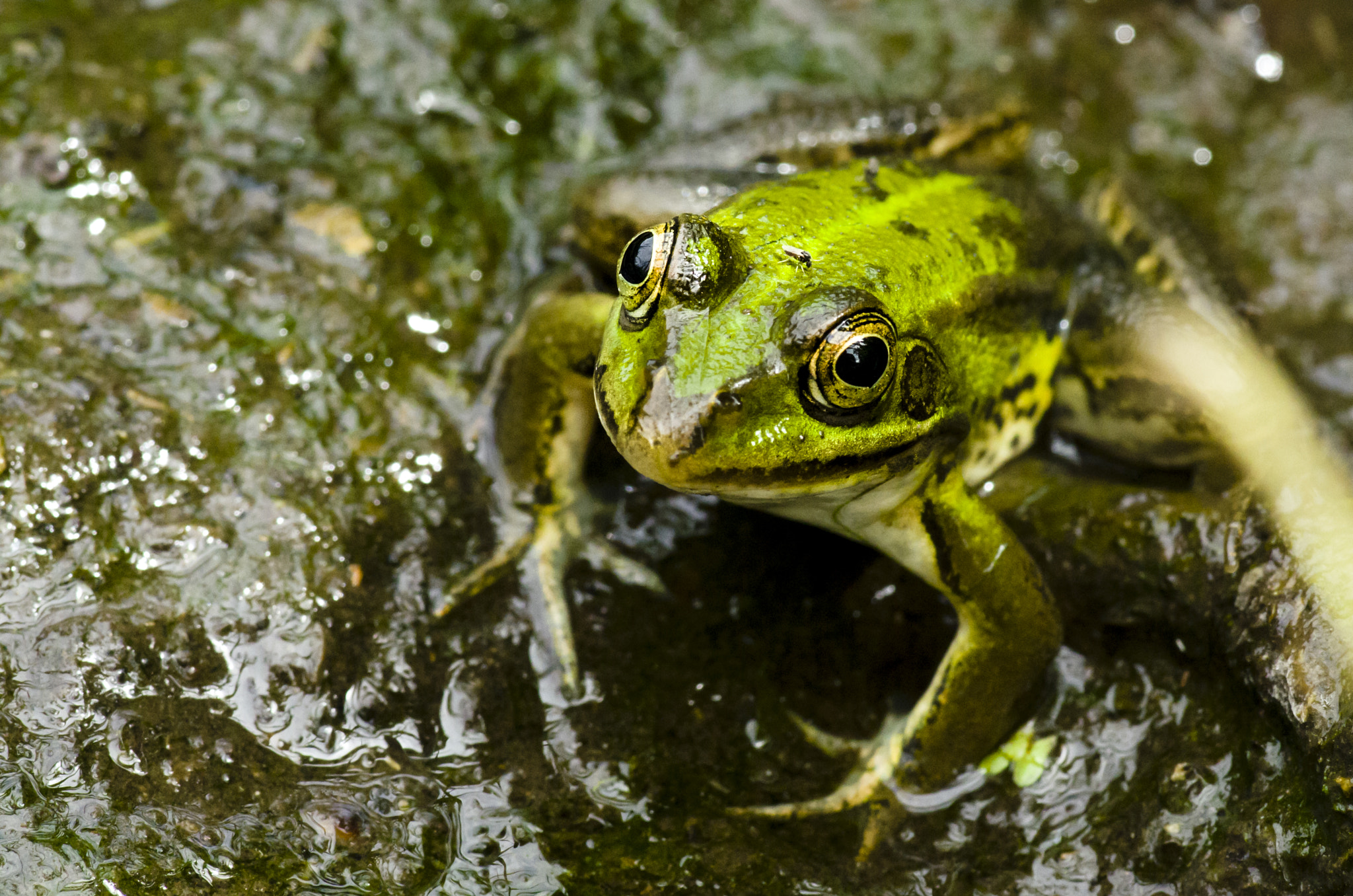 Pentax K-5 sample photo. Frog photography
