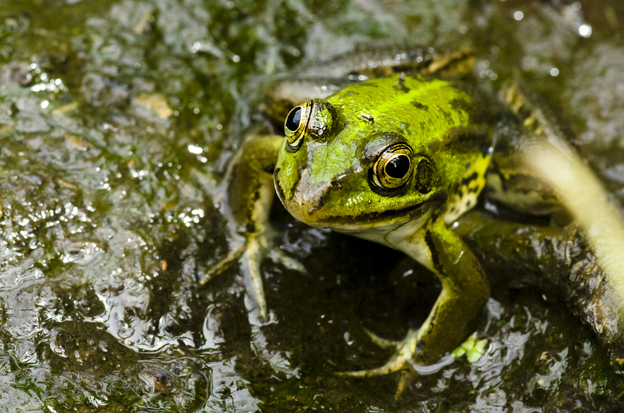 Pentax K-5 + Pentax smc D-FA 100mm F2.8 macro sample photo. Frog photography