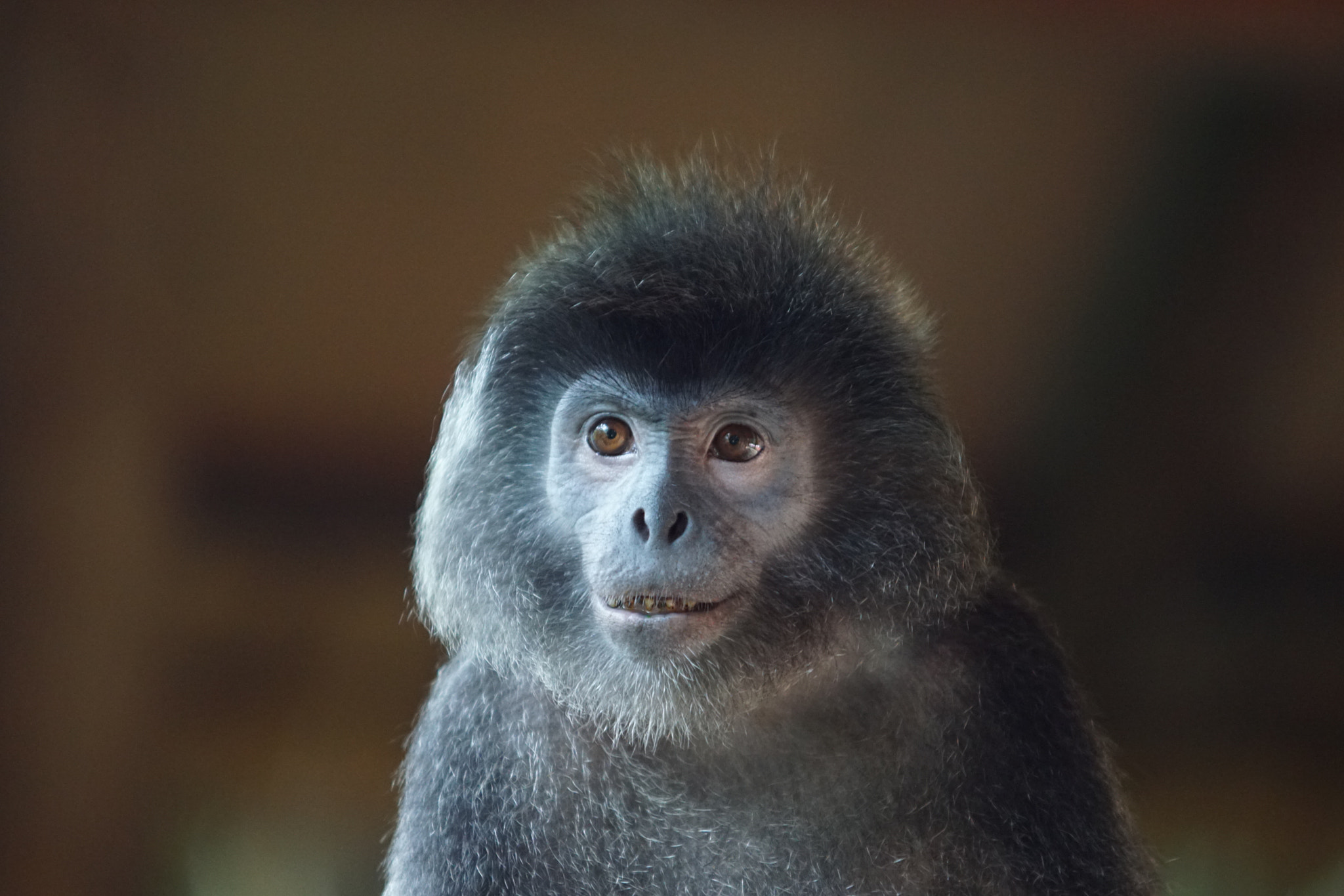 Sony 70-200mm F2.8 G SSM II sample photo. Stunning like a vegetable photography