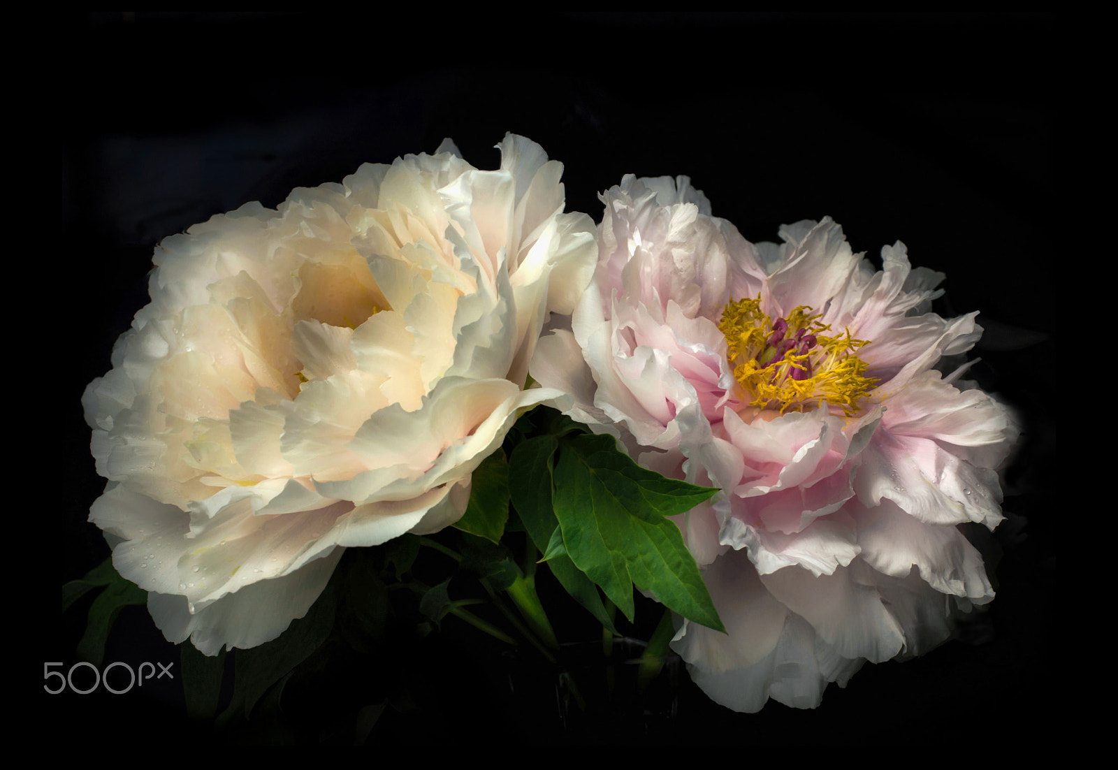 Sigma 50mm F2.8 EX DG Macro sample photo. Japanese peony photography