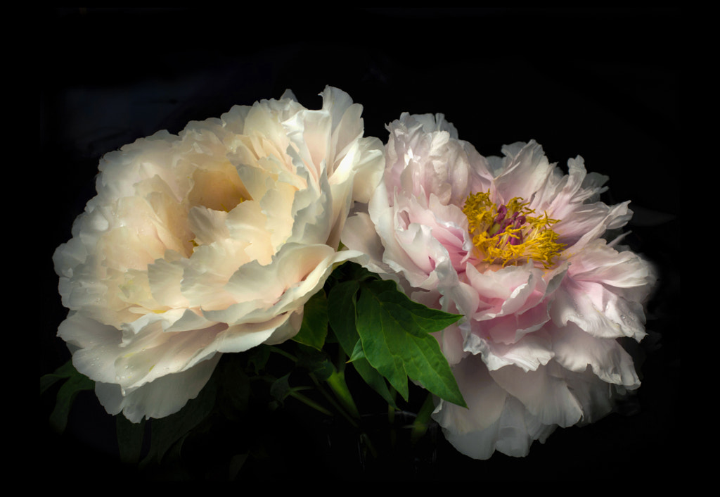 Japanese Peony