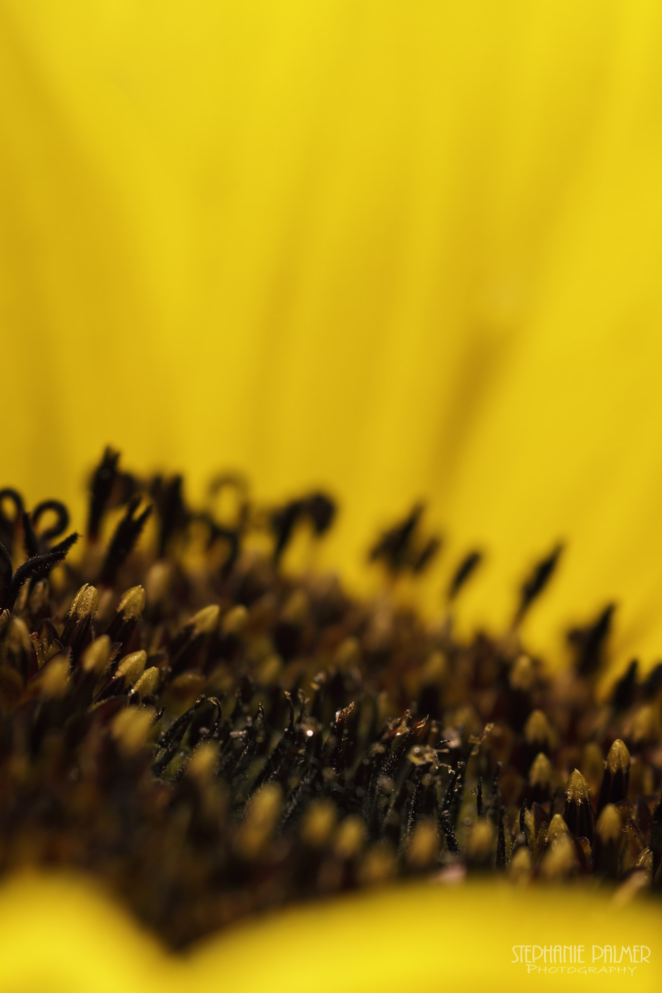 Canon EOS 7D + Sigma 105mm F2.8 EX DG Macro sample photo. I - sunflower series photography