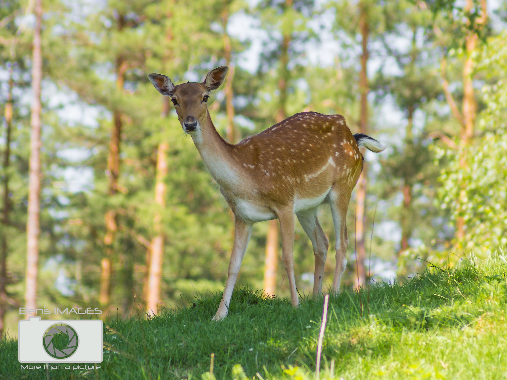 Canon EF 55-200mm F4.5-5.6 II USM sample photo. Damwild photography