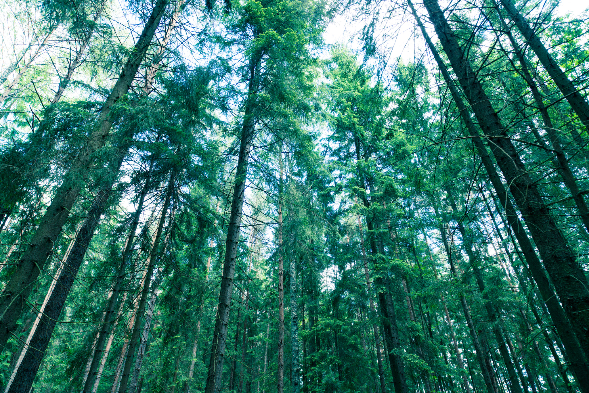 Nikon D800E sample photo. Forest in summer photography