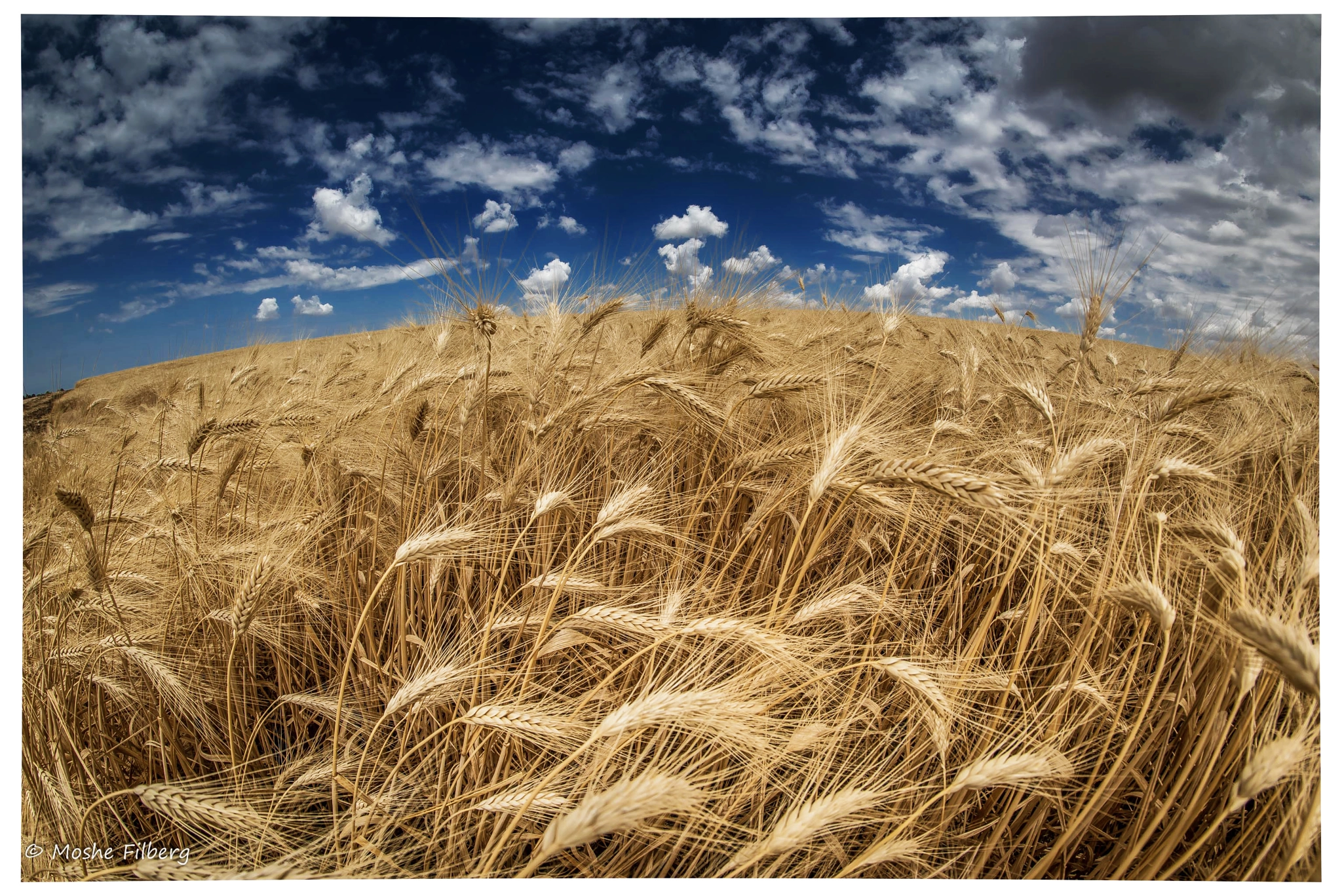 Nikon D810 + Samyang 12mm F2.8 ED AS NCS Fisheye sample photo. Golden brown photography