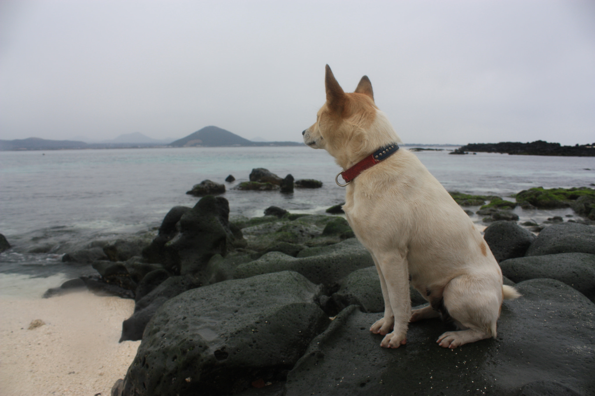 Canon EOS 450D (EOS Rebel XSi / EOS Kiss X2) sample photo. Jindot-gae in jeju island photography