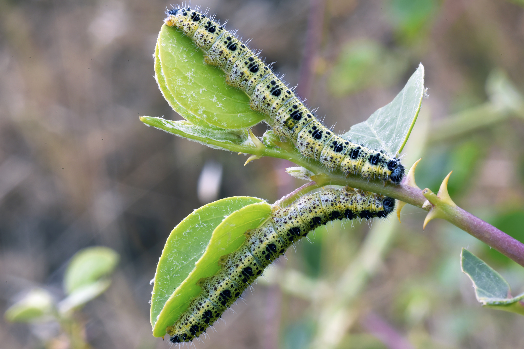 ZEISS Makro-Planar T* 100mm F2 sample photo. Caterpillars photography